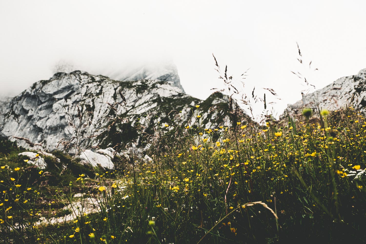 Saftig-grüne Wiesen rund um den Gifpel
