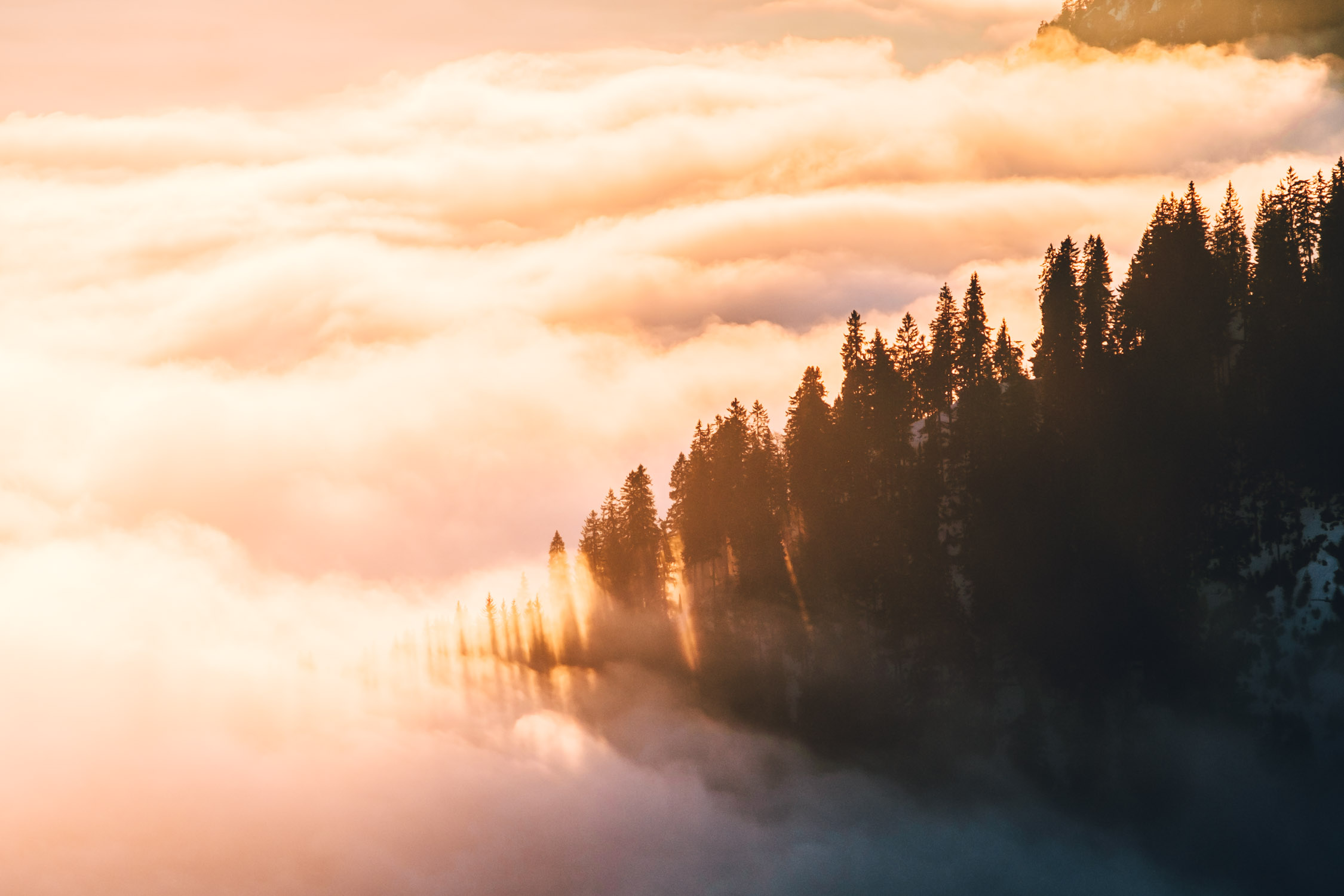 Die Bäume werden vom Sonnenlicht durchflutet und ragen aus dem Wolkenmeer hervor.