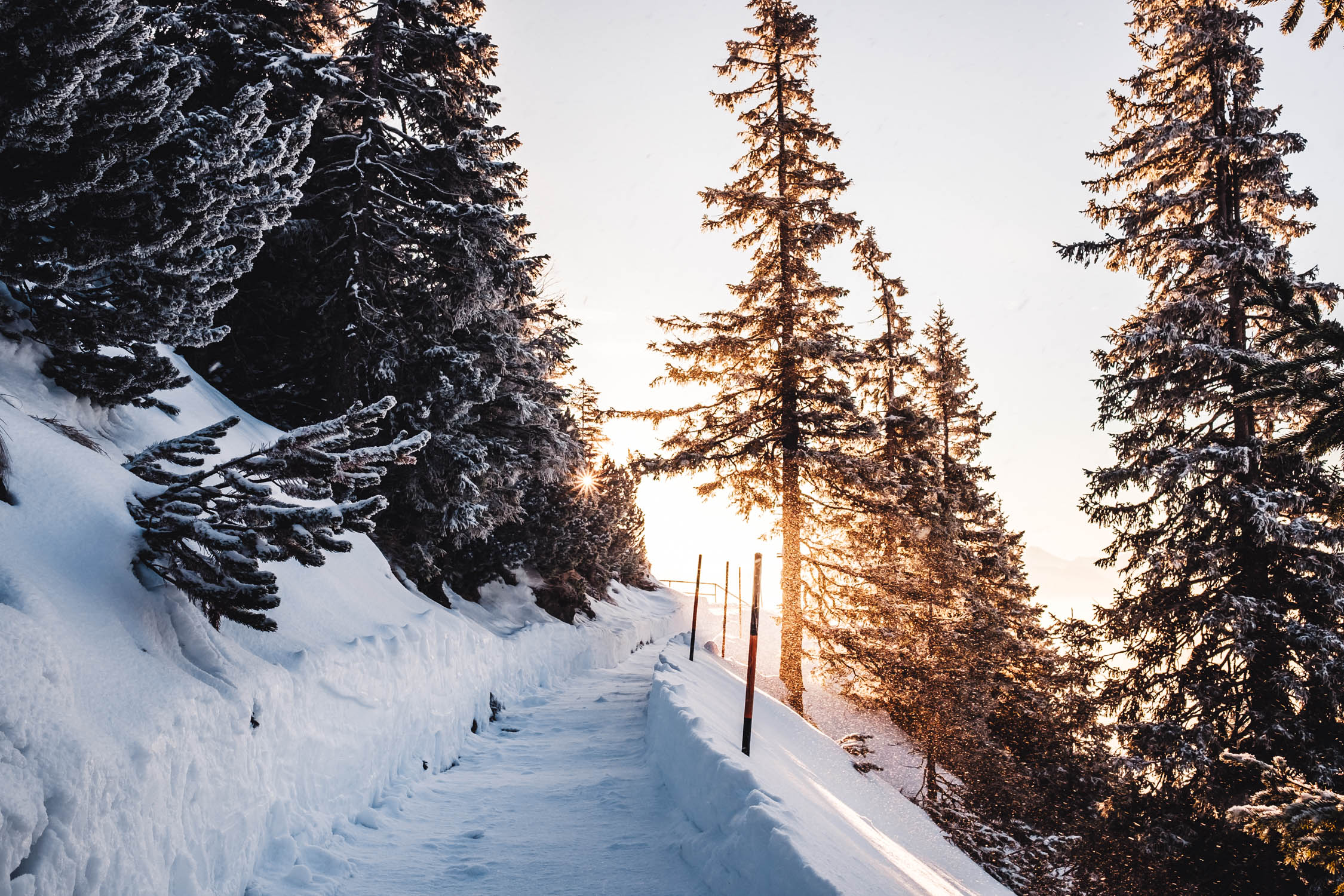Der Weg unterhalb des Fahrenbergkopfs war zum Teil geräumt. Das Gegenlicht der Sonne und der von den Bäumen rieselnde Schnee ergaben ein herrliches Motiv.