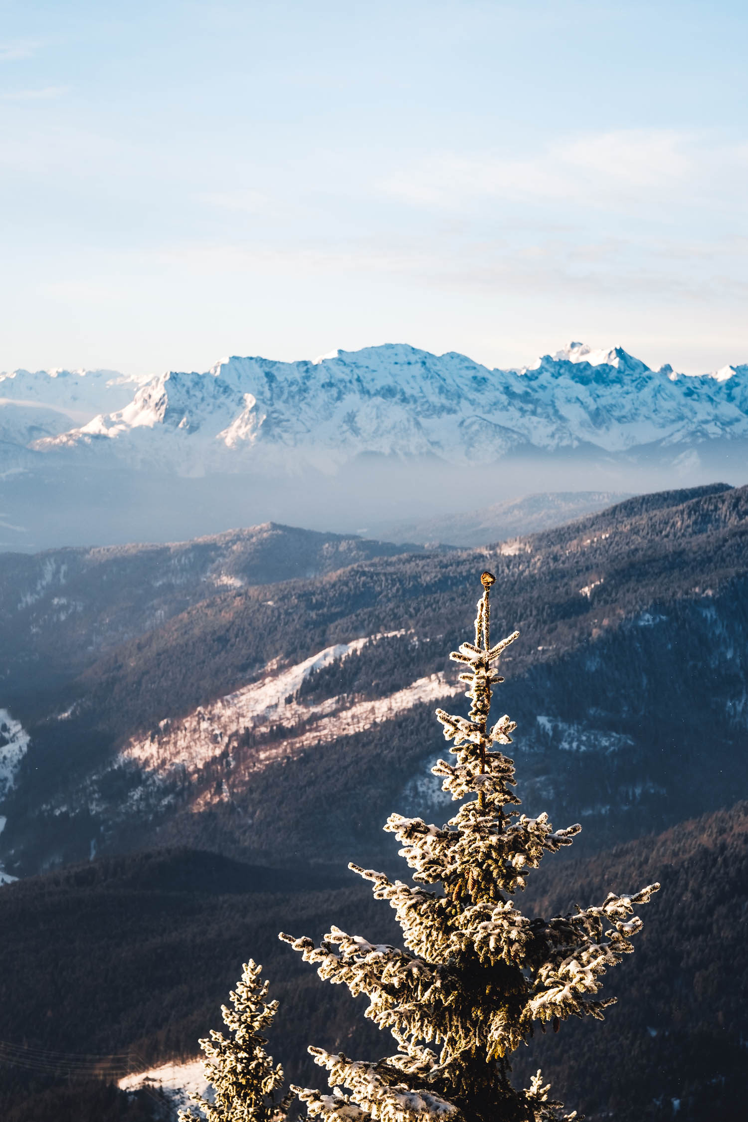 Ein Vogel genießt die Aussicht und das Sonnenlicht auf der Spitze einer Tanne.