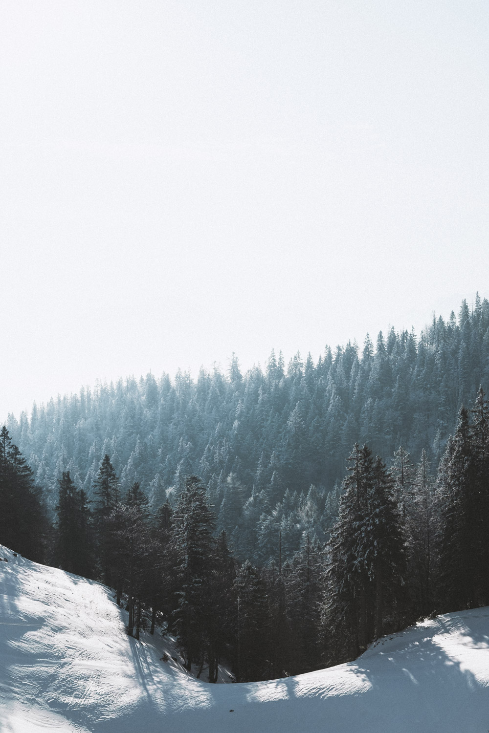 Im Gegenlicht zeichnen sich die feinen Details der Bäume sehr schön.