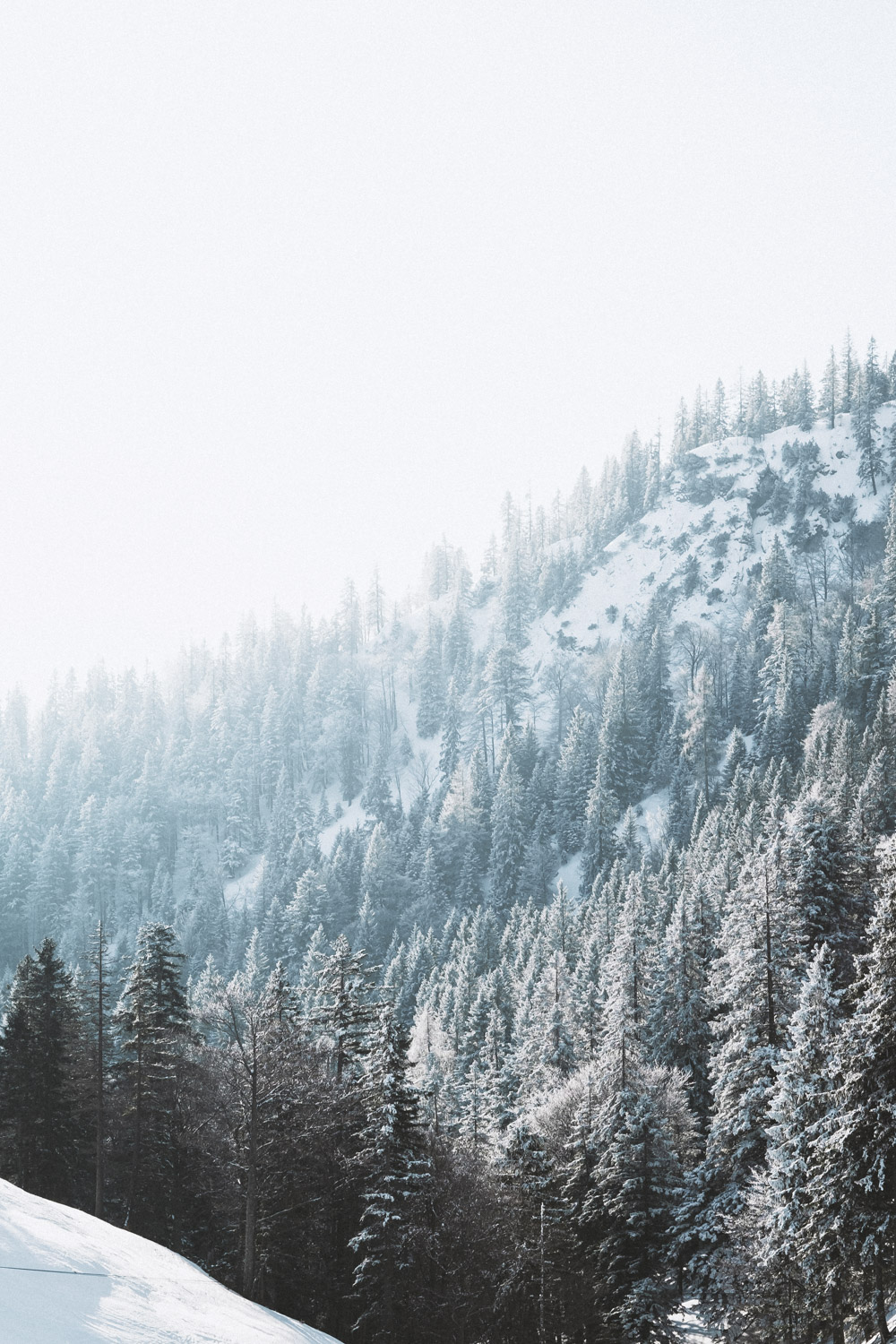 Die gefroren Bäumen ergeben im Gegenlicht ein surrendes Bild.