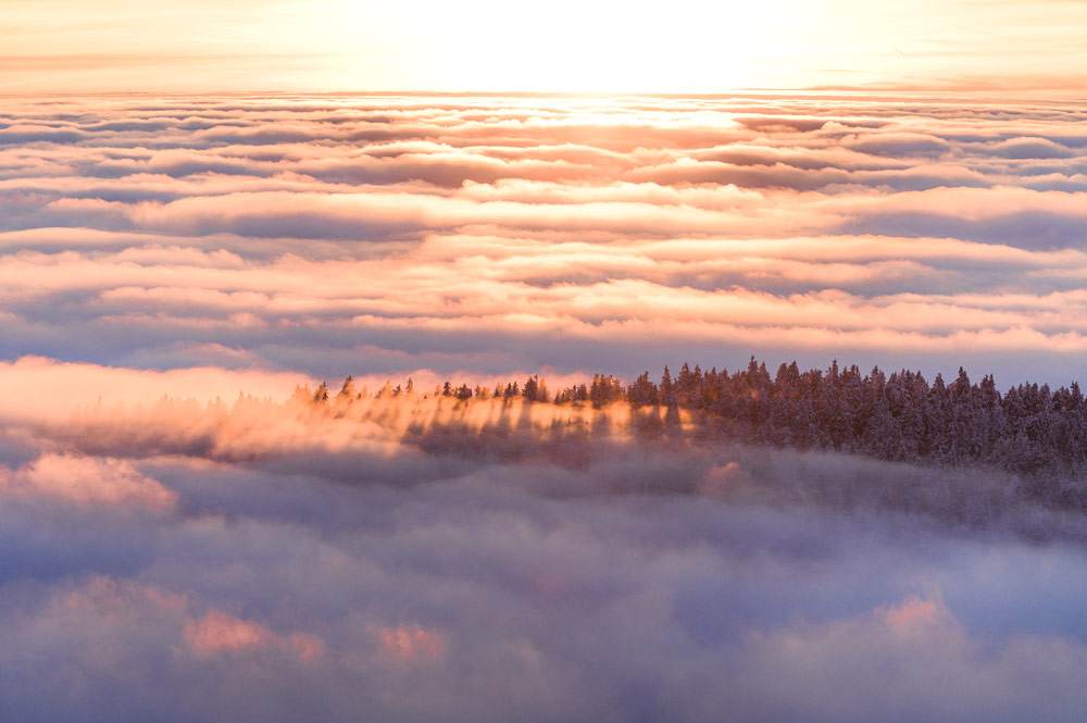 Die Baumspitzen werfen lagen Schatten im Licht der untergehenden Sonne.