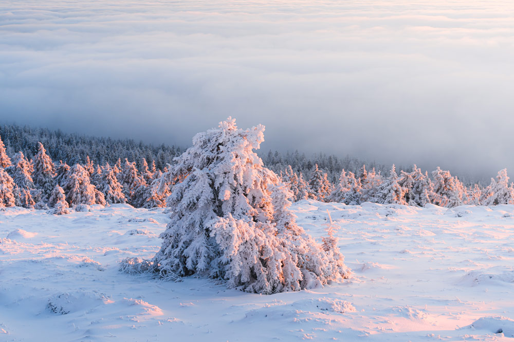 Bizarre Formen der Bäume im warmen Abendlicht am Brocken.