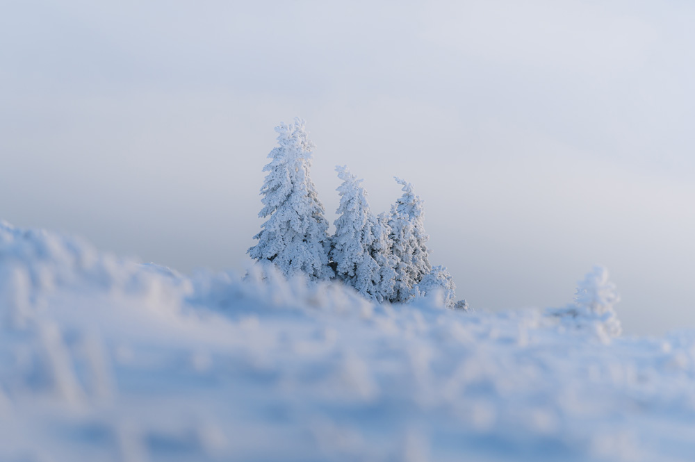 Die Bäume am Brockengipfel waren mit einer dicken Schneedecke überzogen.