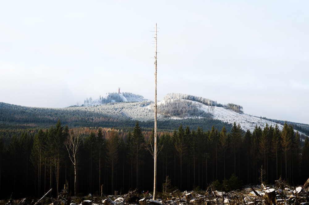 Waldsterben auf dem Weg zur Bahnstrecke der Schmalspurbahn.