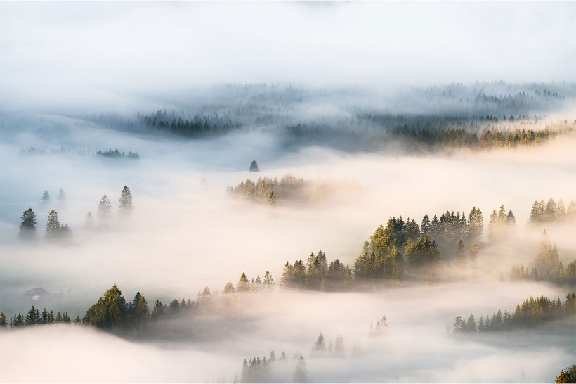 nebel zieht durch die wälder