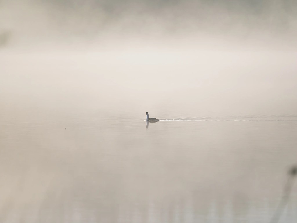 Ein Haubentaucher schwimmt im leichten Morgennebel über den Barmsee. Mit etwas Glück lassen sich auch solche Motive einfangen.