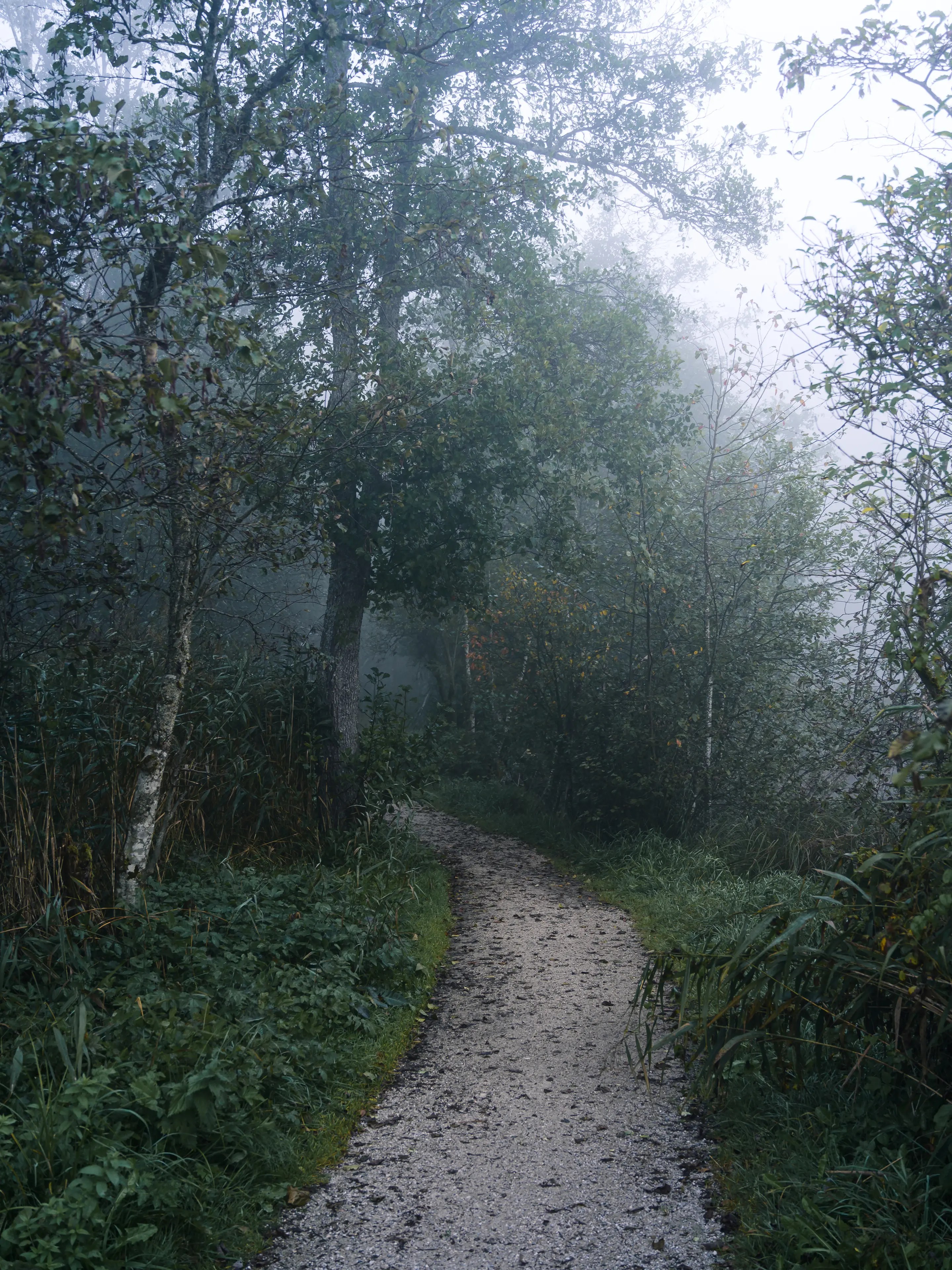 Bei Herbstnebel wird der Uferweg an der kleinen Schutzhütte selbst zum Motiv.