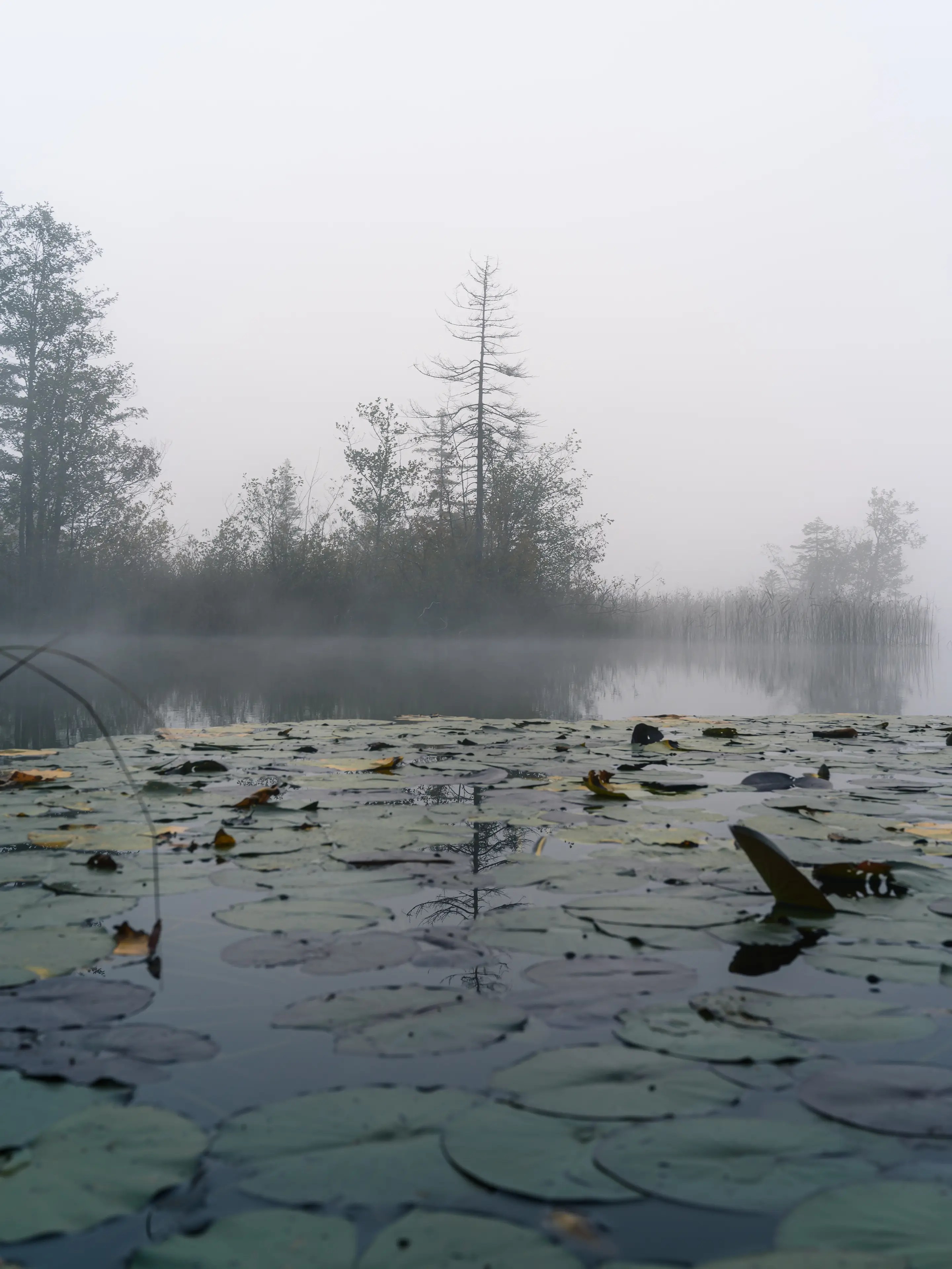 Herbstnebel sorgt dafür, dass ich mich auf mehr auf die Suche nach neuen Motiven machen.