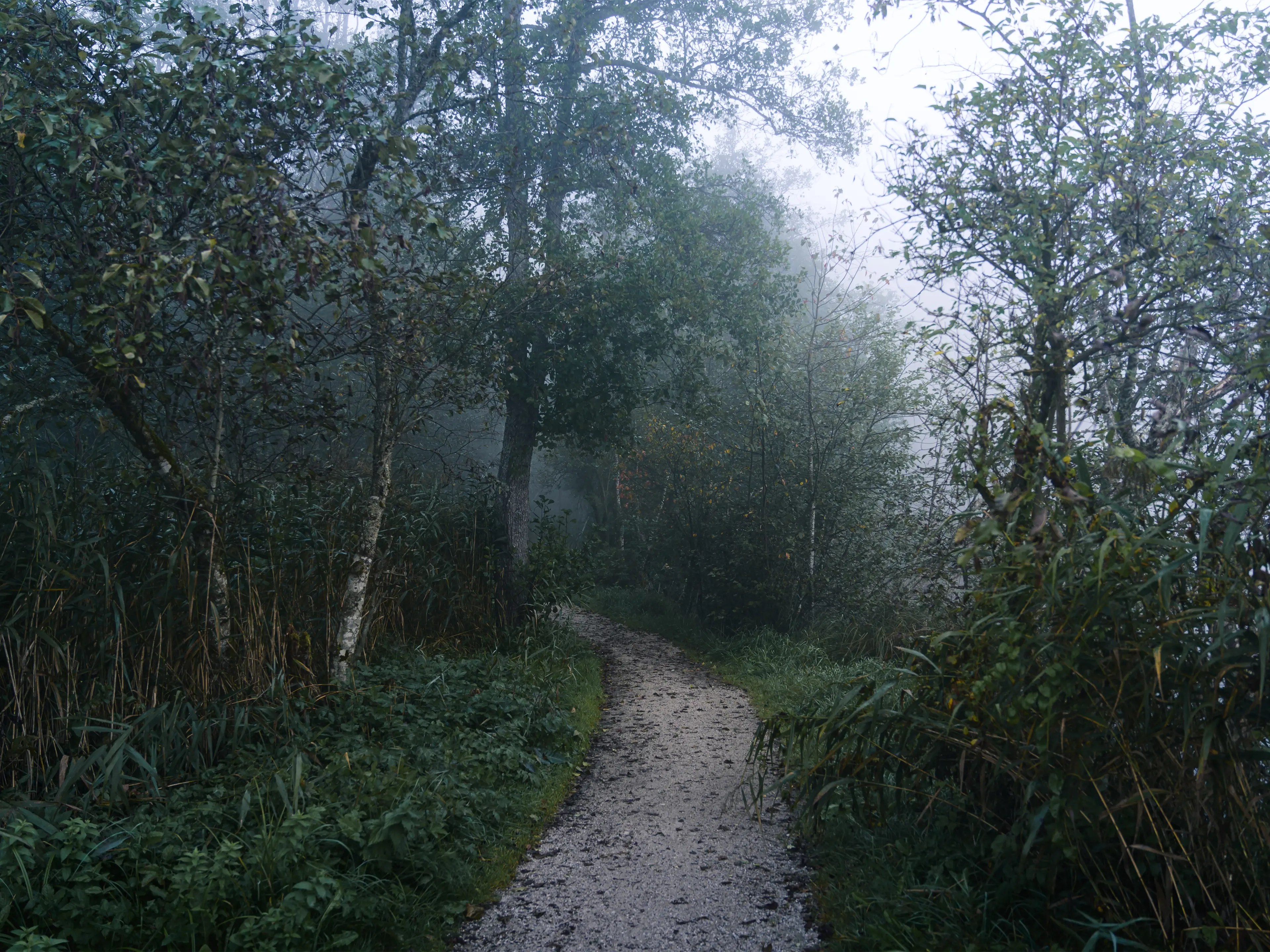 Bei dichtem Herbstnebel ergeben sich einige stimmungsvolle Motive direkt auf dem Rundweg.