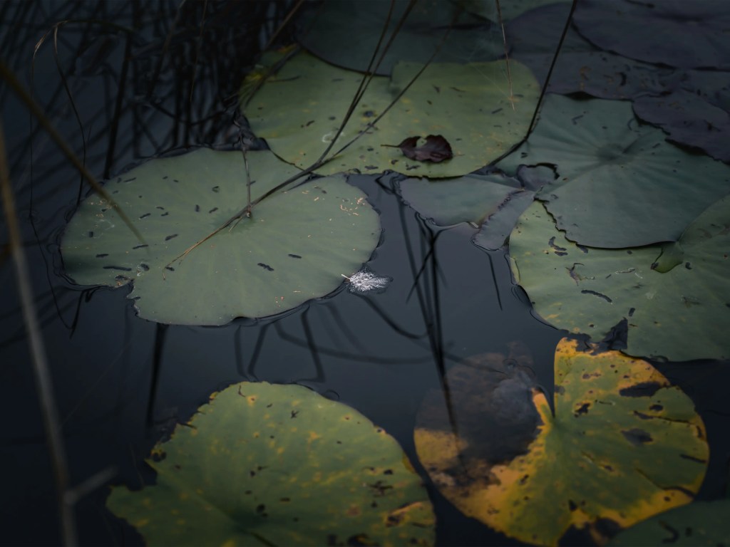 Eine Feder schwimmt zwischen den sich langsam verfärbenden Seerosen. Bei Morgennebel erwecken solche Details meine Aufmerksamkeit.