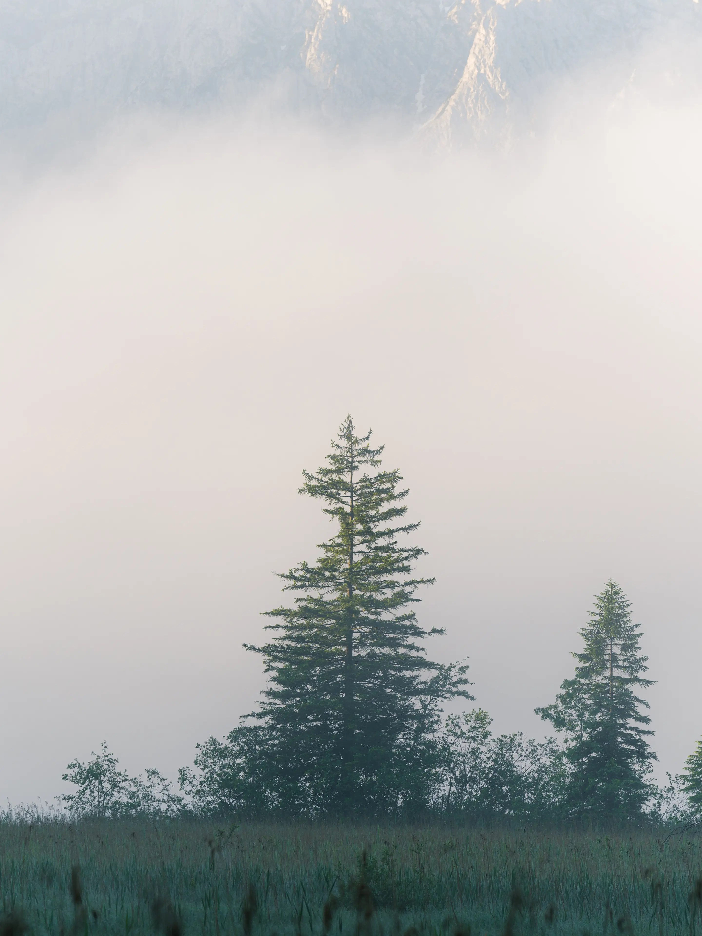 Bei dichtem Nebel werden neue Motive sichtbar, wie diese Bäume am Ufer. Durch den Nebel heben sie sich sehr gut von der Umgebung ab.