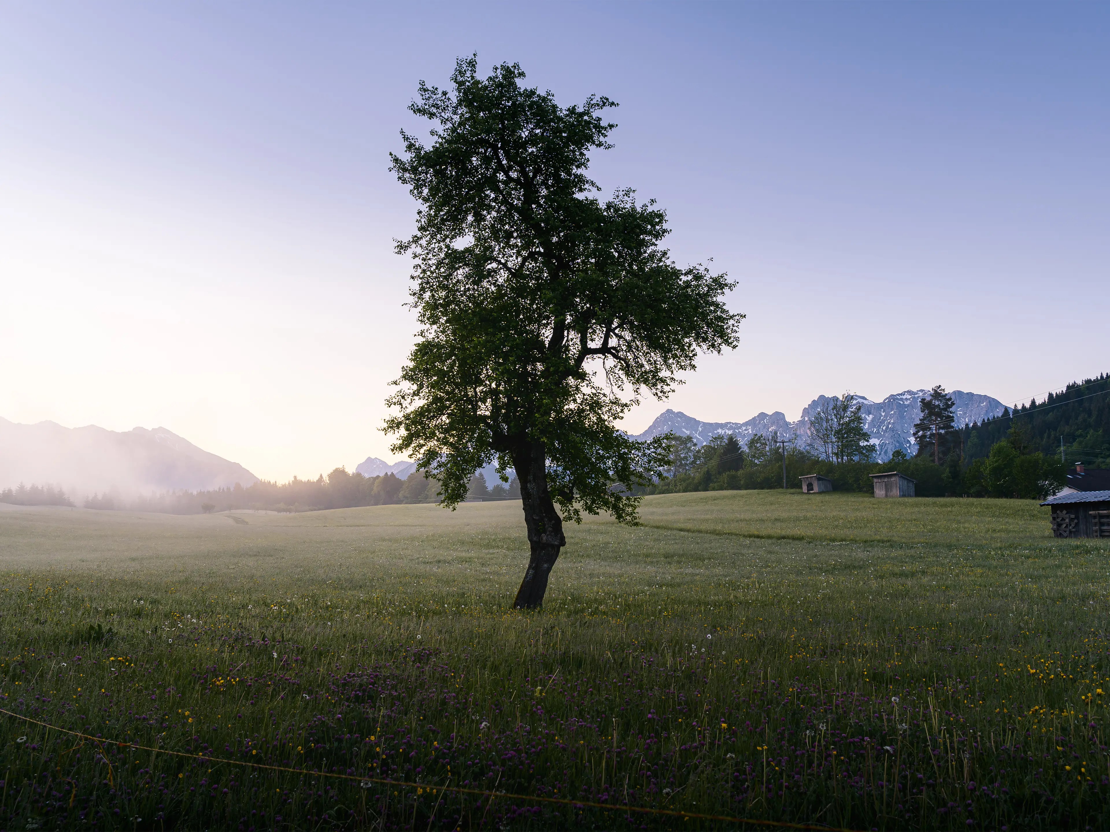 Dieser Baum liegt auf dem Weg zum See im Ort Gerold. Er ist für micht oft das erste Motiv einer Fototour zum Sonnenaufgang.