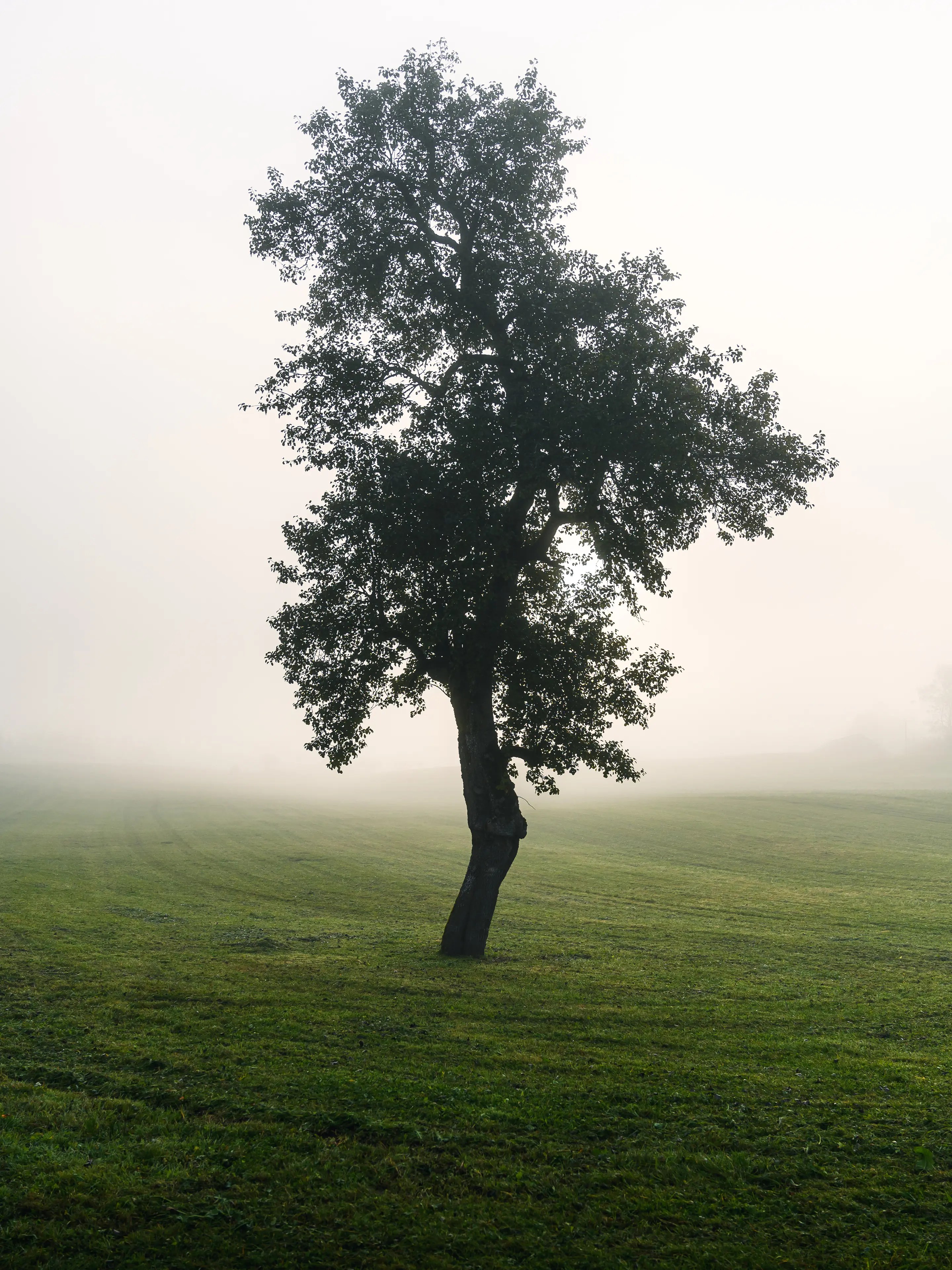 Der Baum am Weg zum See ist besonders bei dichtem Nebel ein reizvolles Motiv.