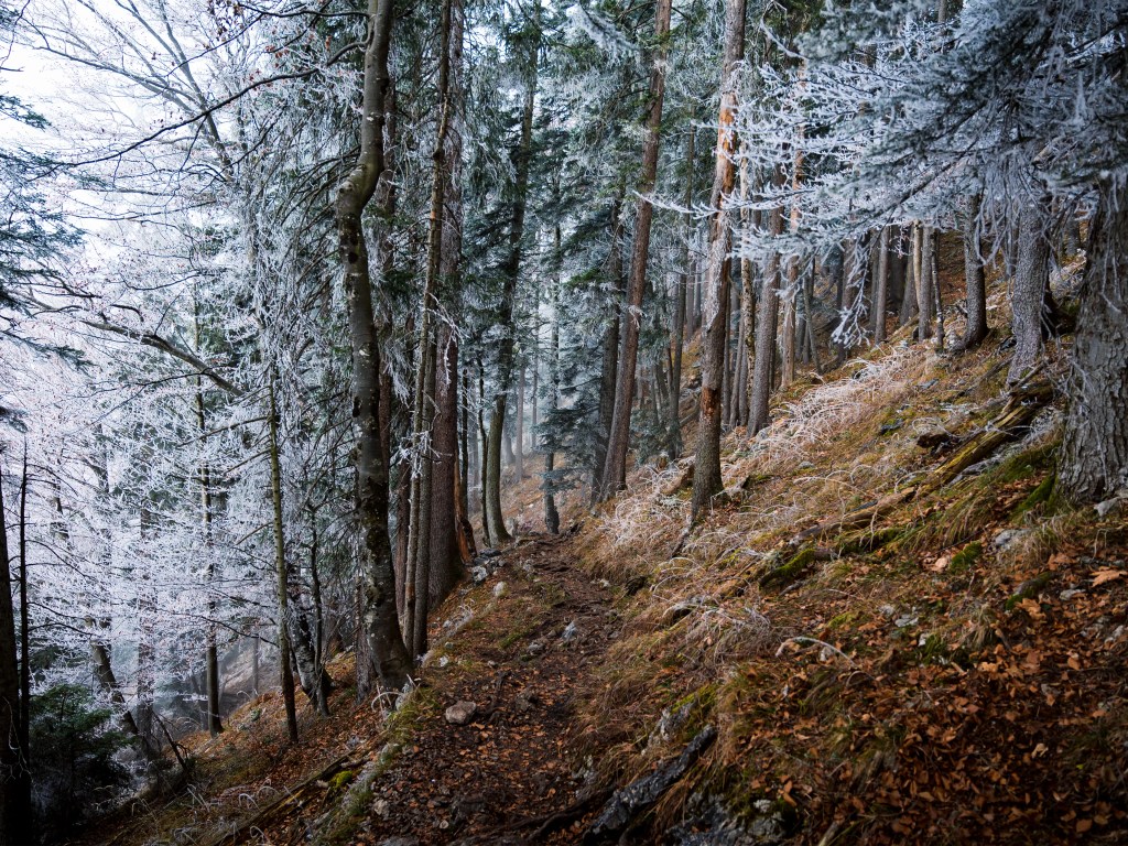 Der Steig durch den Wald an einem nebligen Morgen.