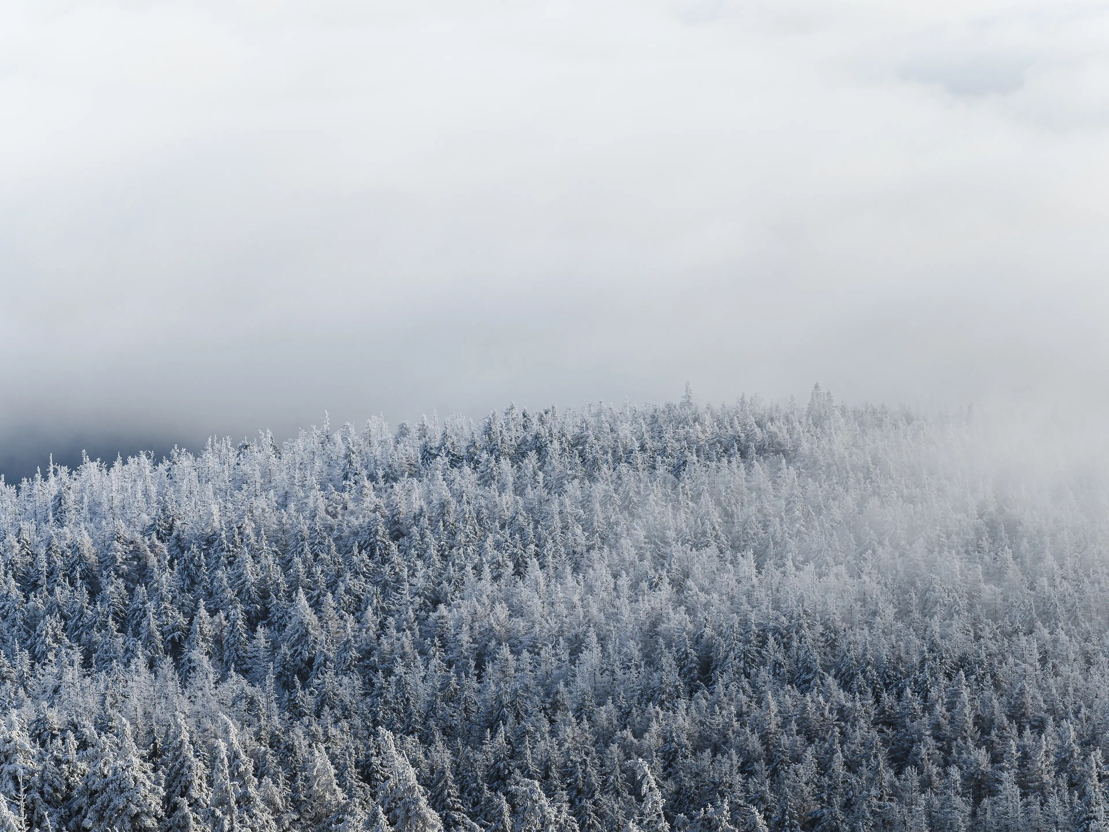 Nur noch die Baumspitzen ragen aus den Wolken