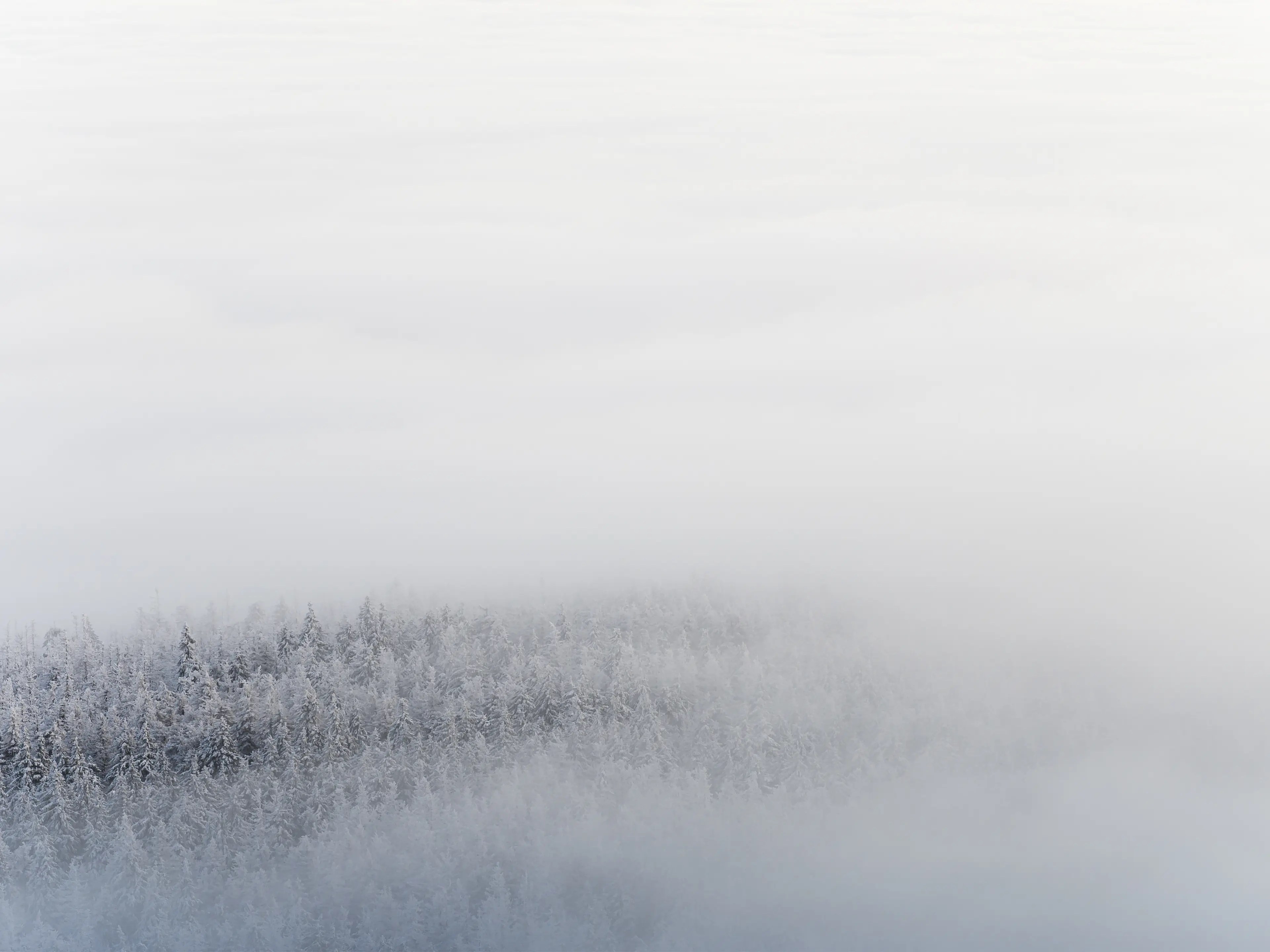 Wolken ziehen durch die verschneiten Wälder