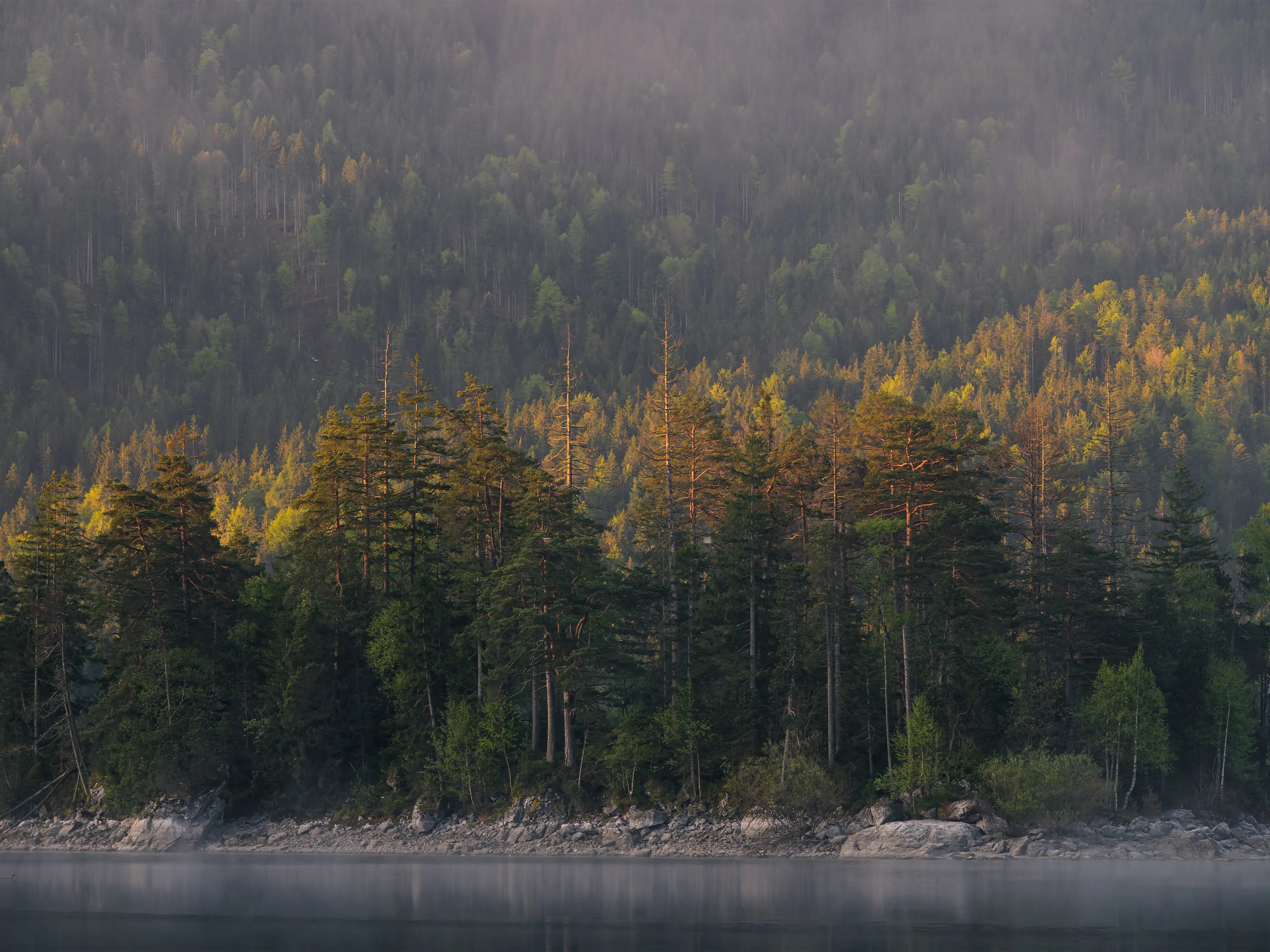 Nadelbäume leuchten im Morgenlicht.