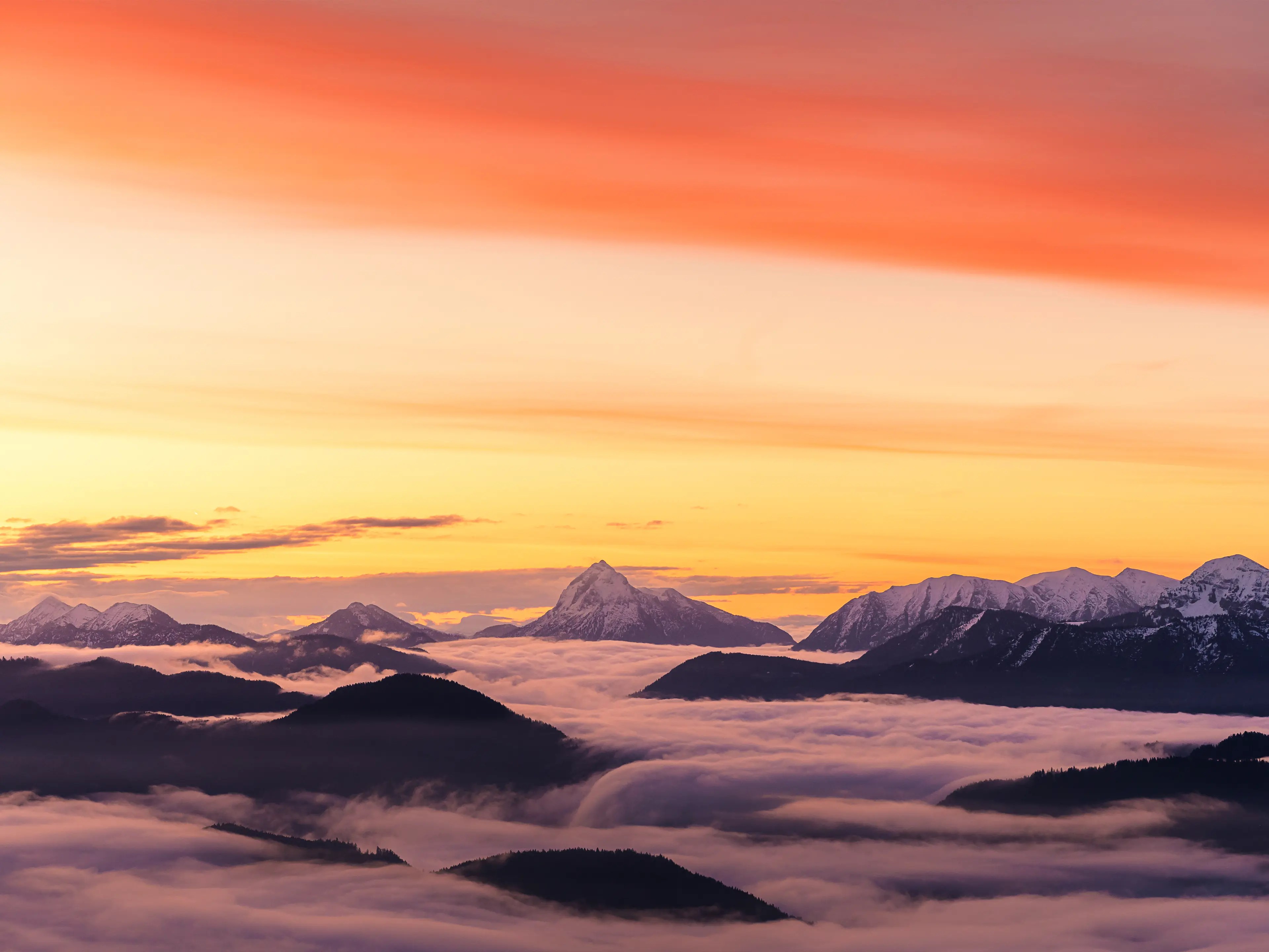 Eine blühende Frühlingswiese mit verschneiten Bergen und leichtem Nebel.