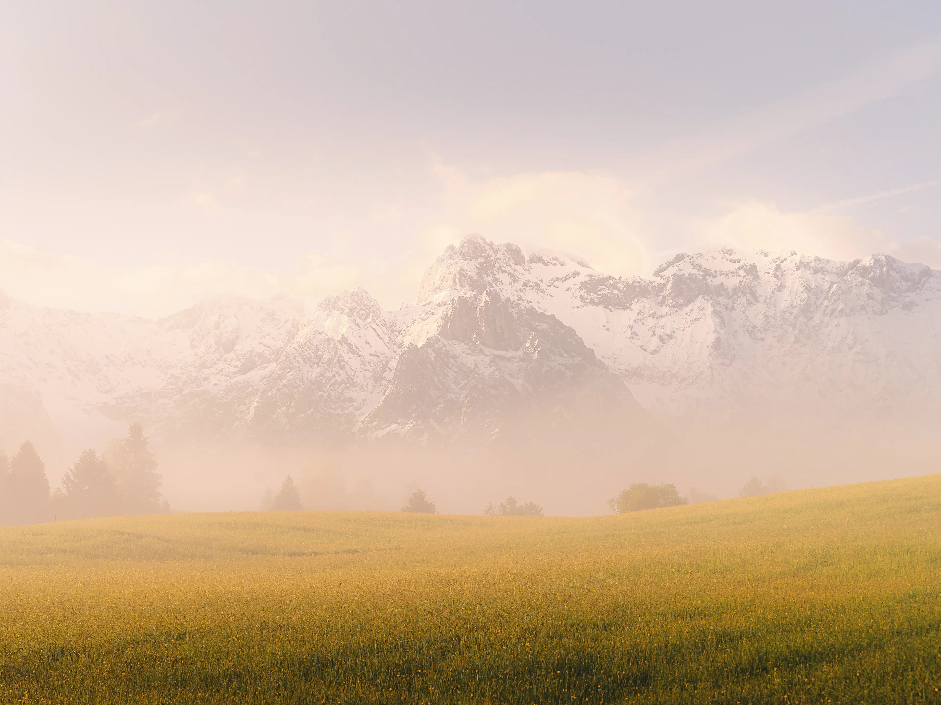 Eine blühende Frühlingswiese mit verschneiten Bergen und leichtem Nebel.