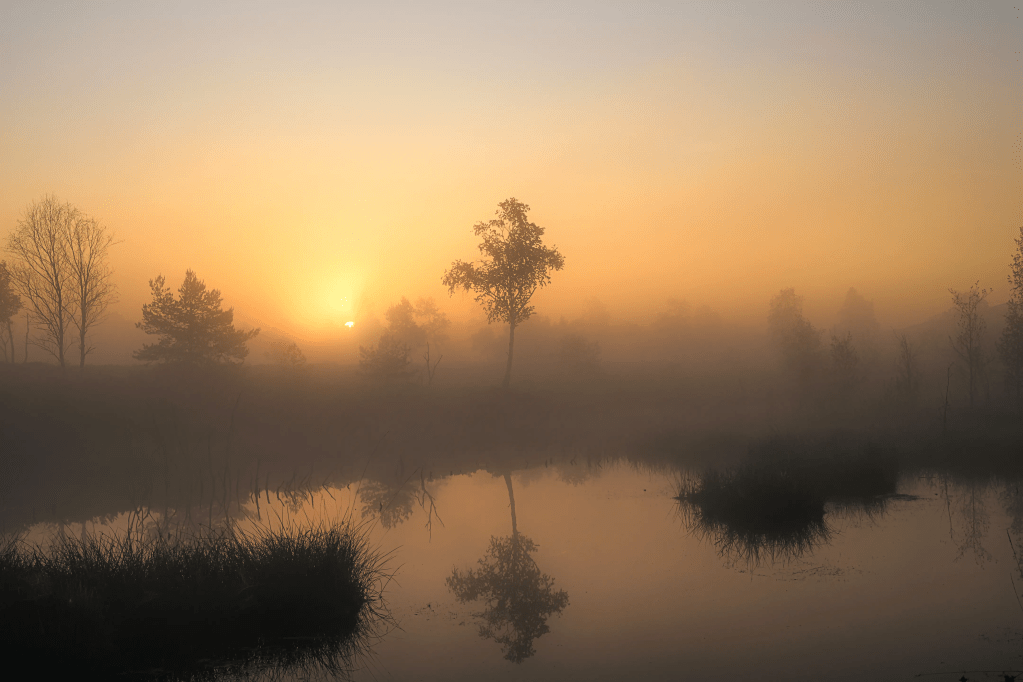 Ein Baum bei Sonnenaufgang, der sich in einem kleinen See spiegelt.