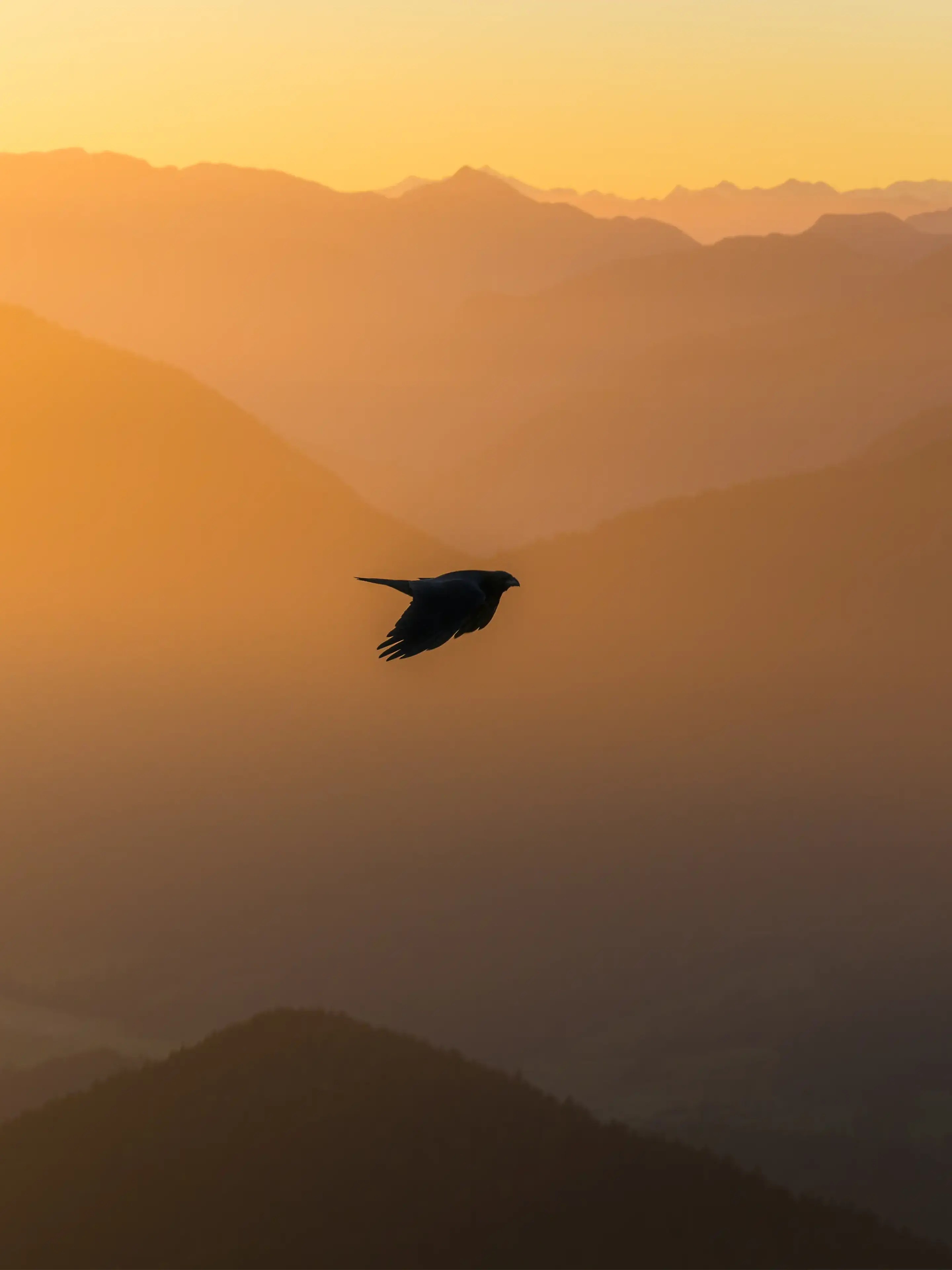 Ein Vogel fliegt im Morgenlicht vor einer Berglandschaft.