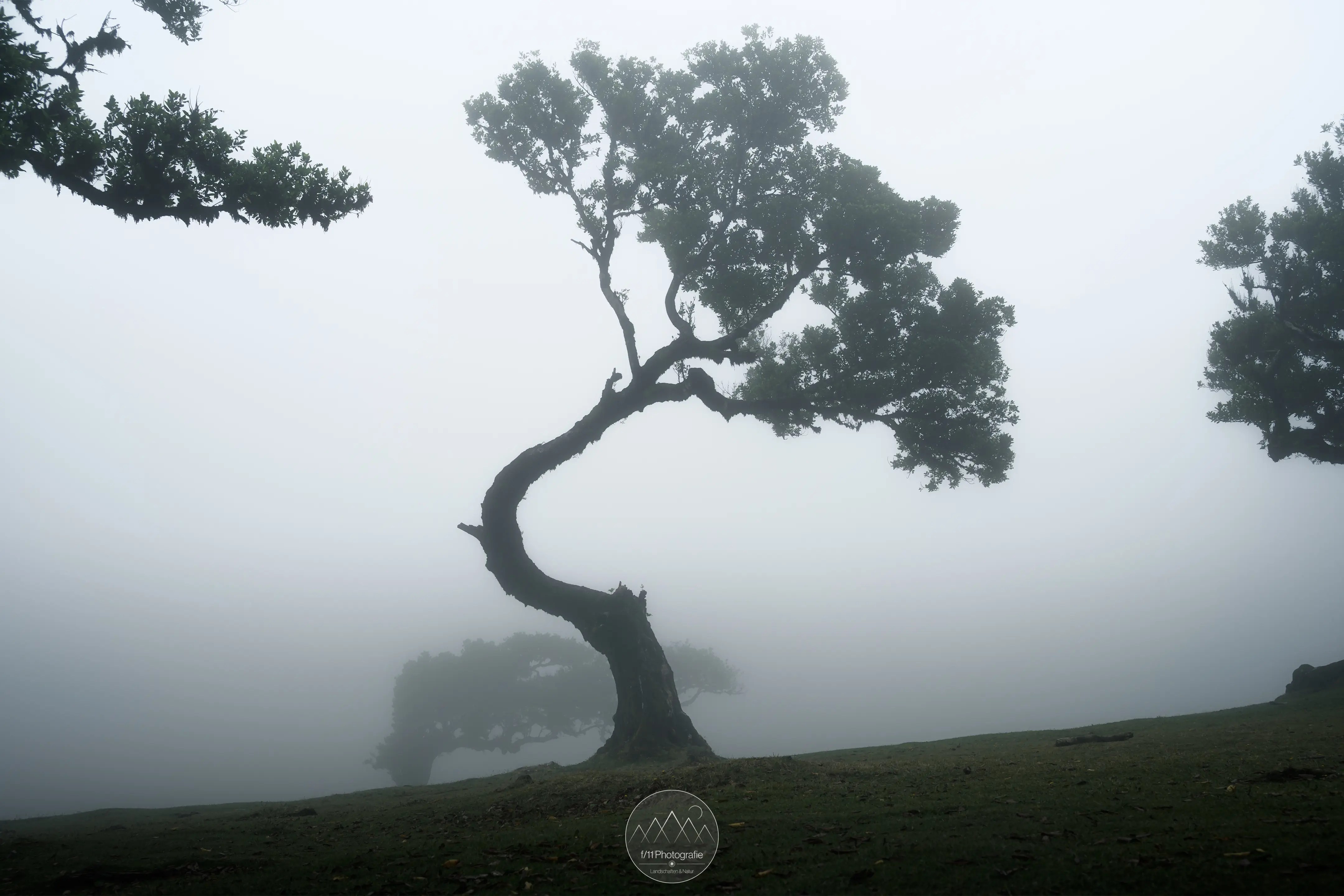 Ein Lorbeerbaum im Nebel mit einer einzigartigen Form