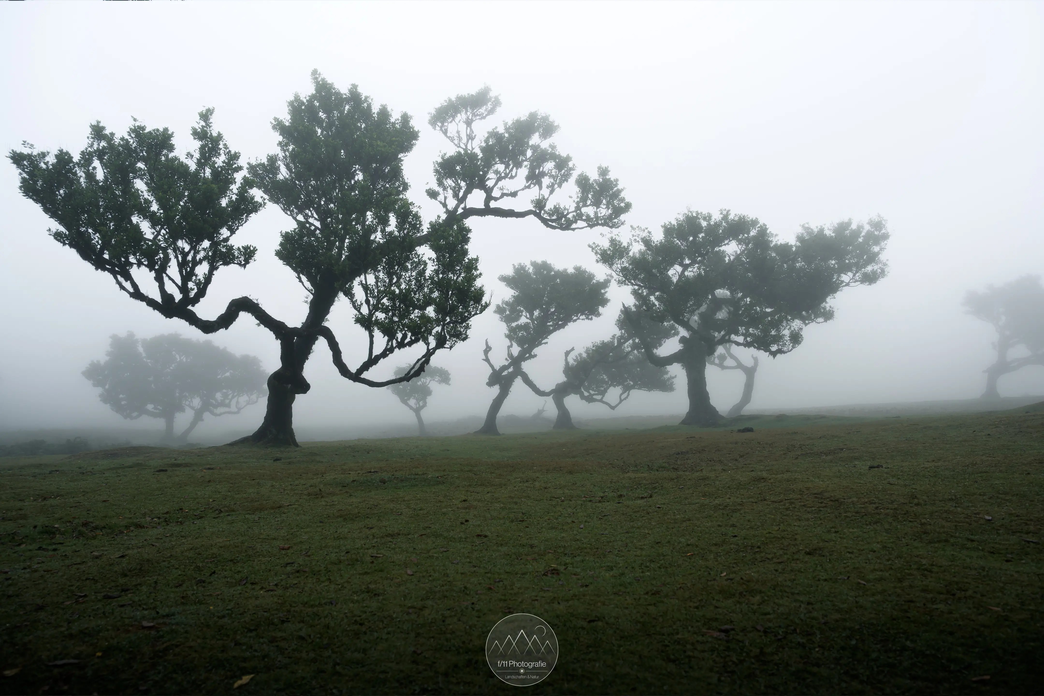 Bäume im Wand von Fanal mit bizarren Formen im Nebel.