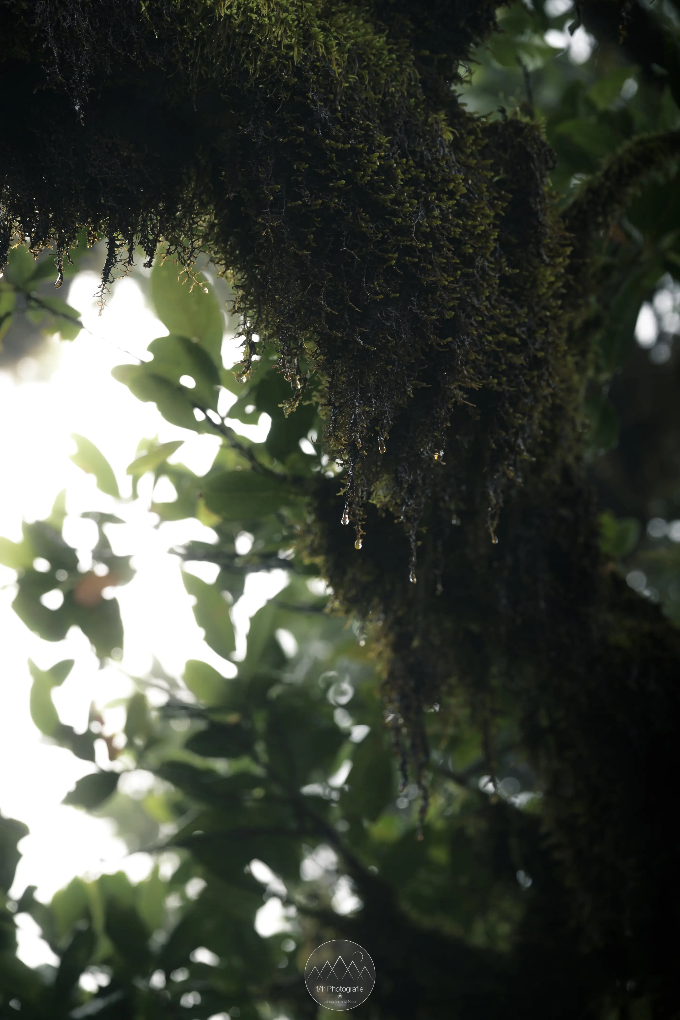 Moos an einem Baum vom dem Wasser tropft.