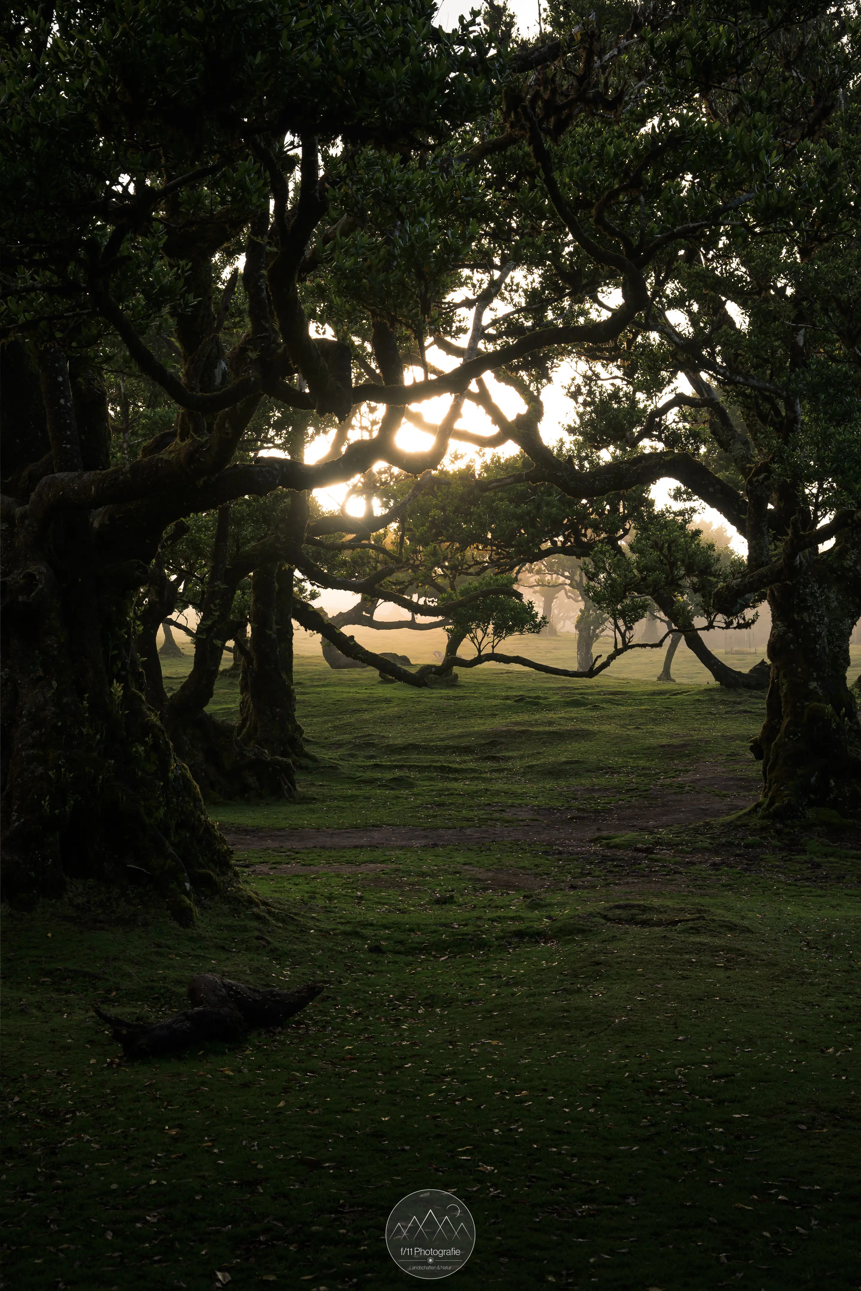 Morgenlicht zwischen den Bäumen im Wald von Fanal.