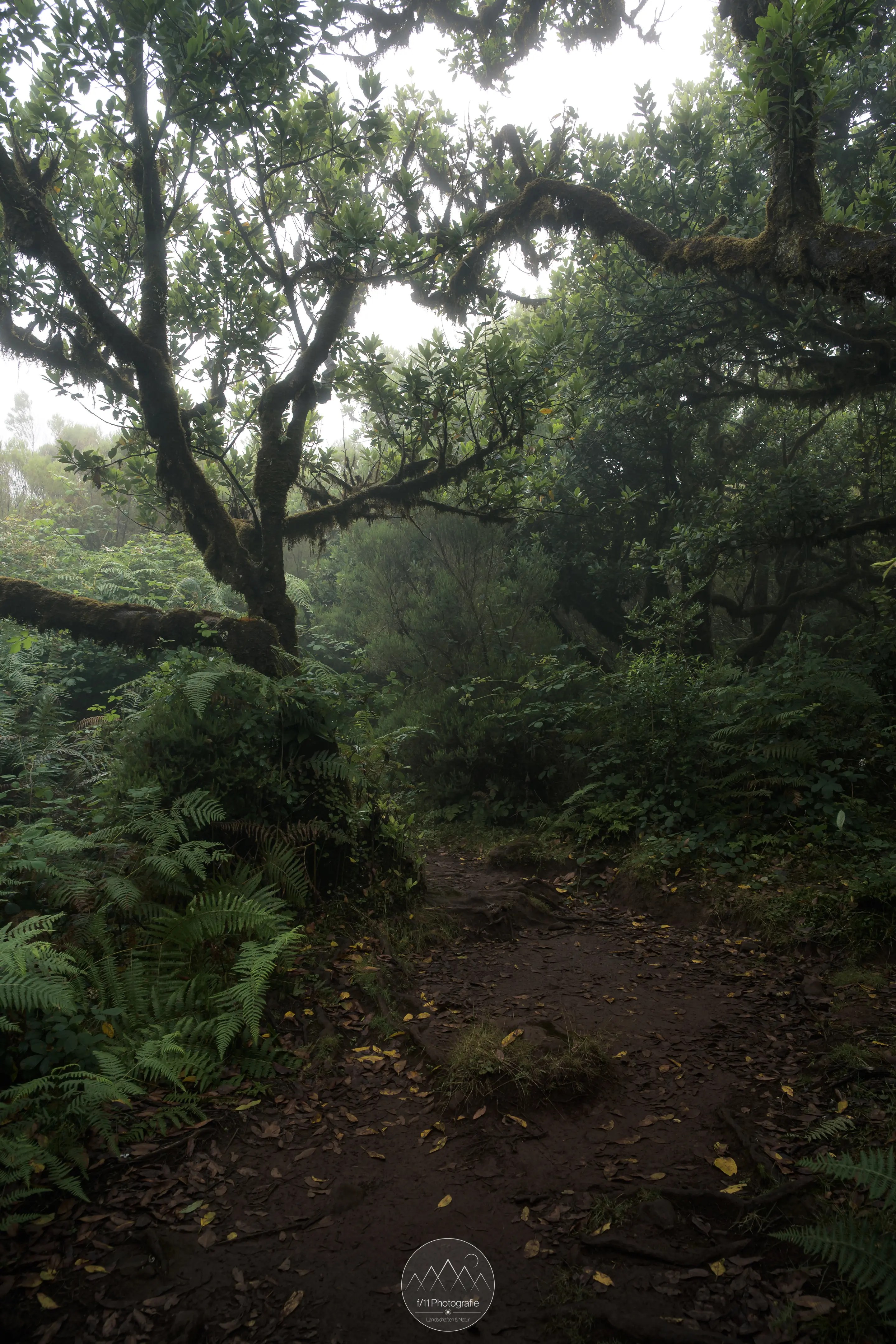 Der Wald Madeira im Nebel mit einem schmalen Pfad zwischen den Bäumen.