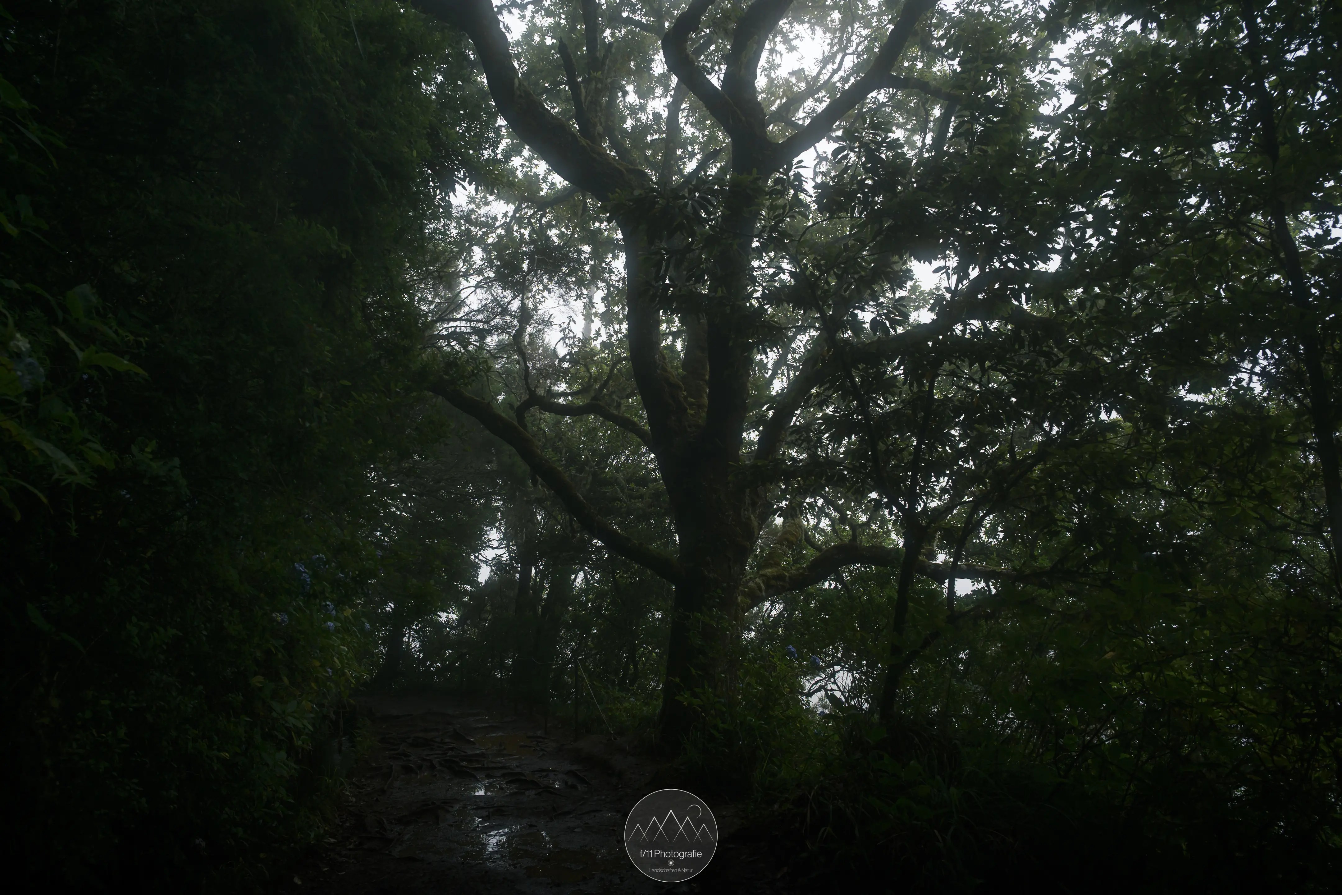 Der Weg entlang der Levada do Caldeirao Verde im dichten Wald Maderias.