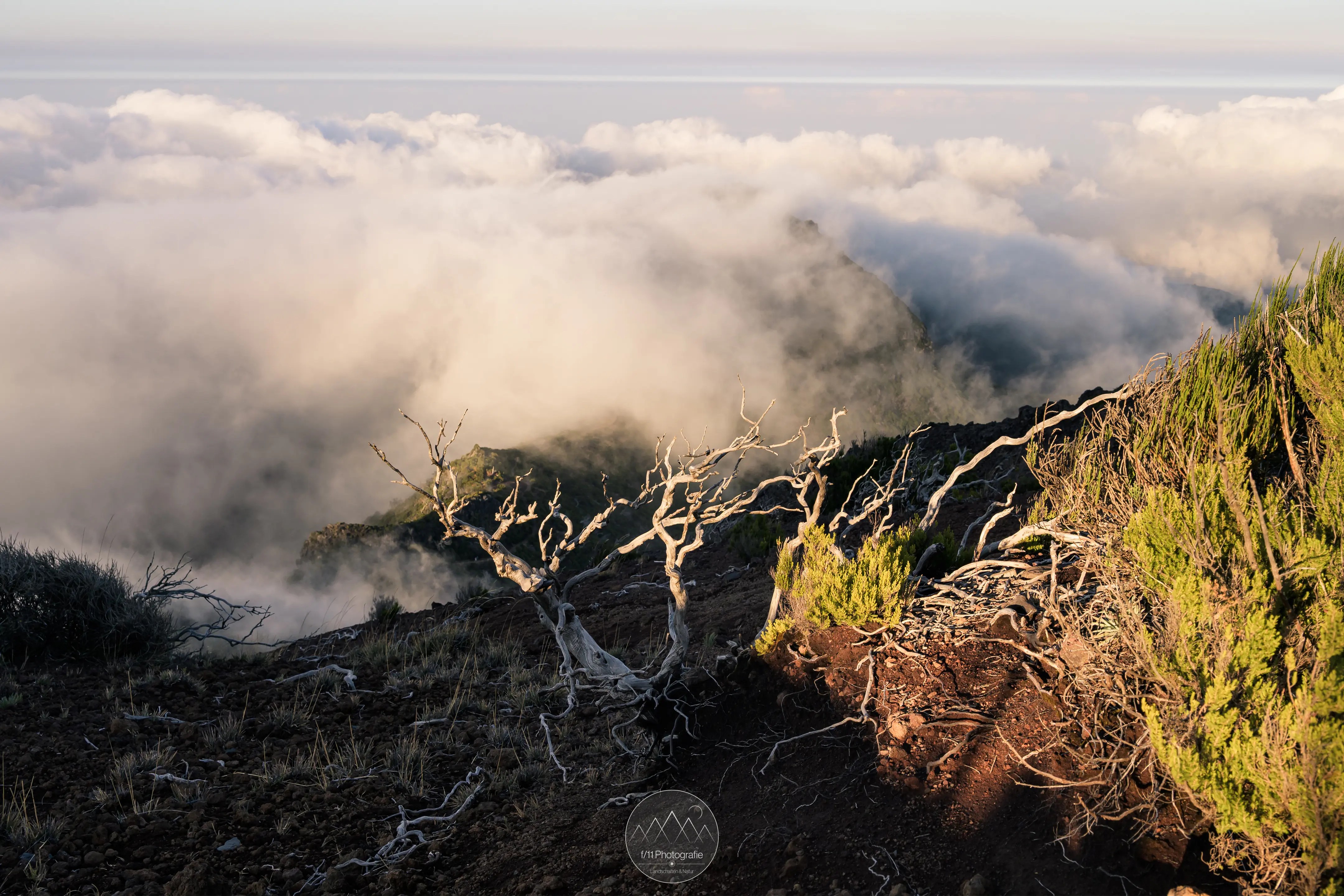 Gebirgslandschaft auf Madeira hinter einem alten Baum ziehen Wolken auf.