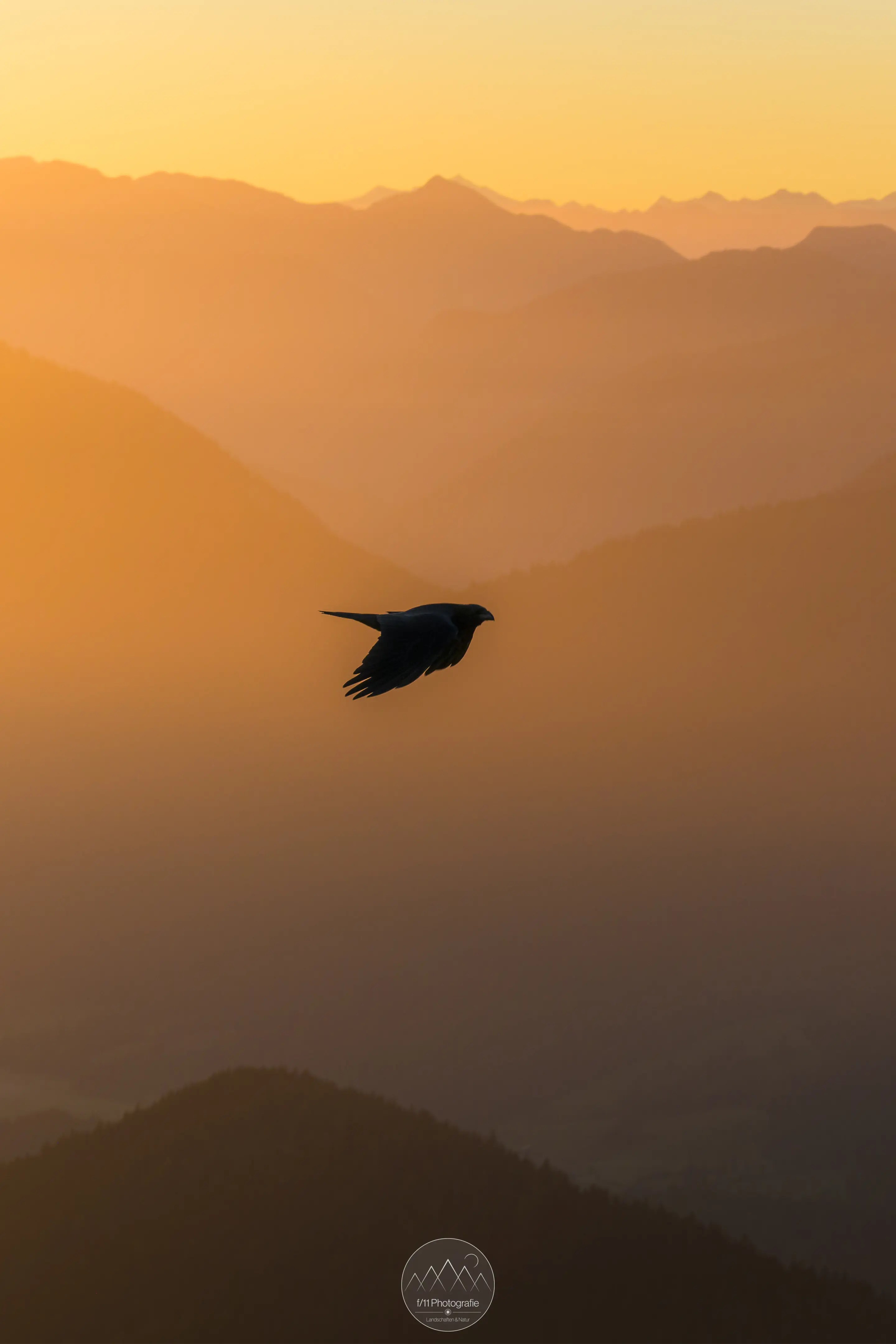 Aber auch Details wie diese Dohle können sich am Jochberg als Motiv ergeben.