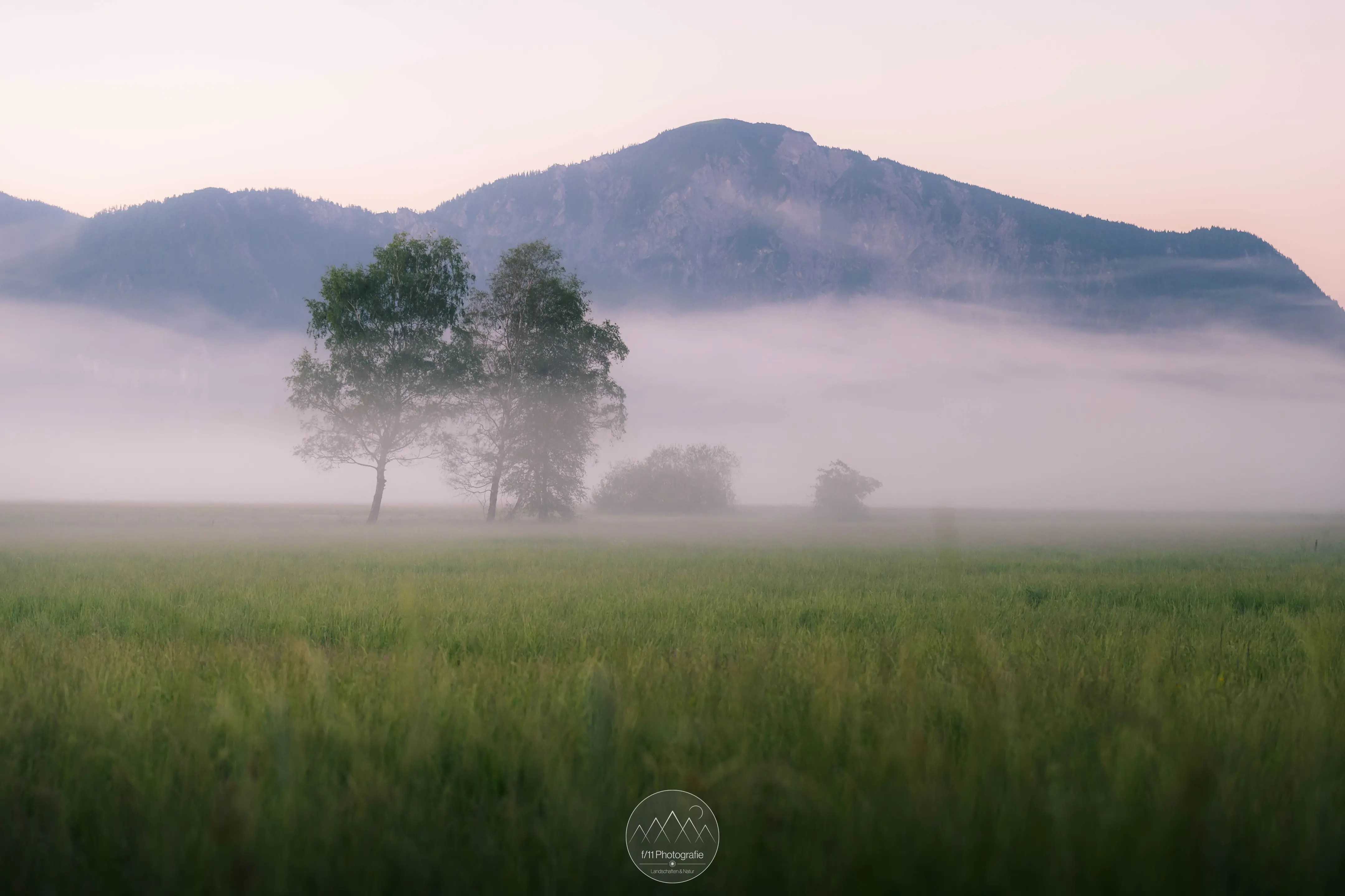Blick über eine Wiese und zwei Bäume zu einem Berggipfel, vor dem eine dünne Nebeldecke liegt.