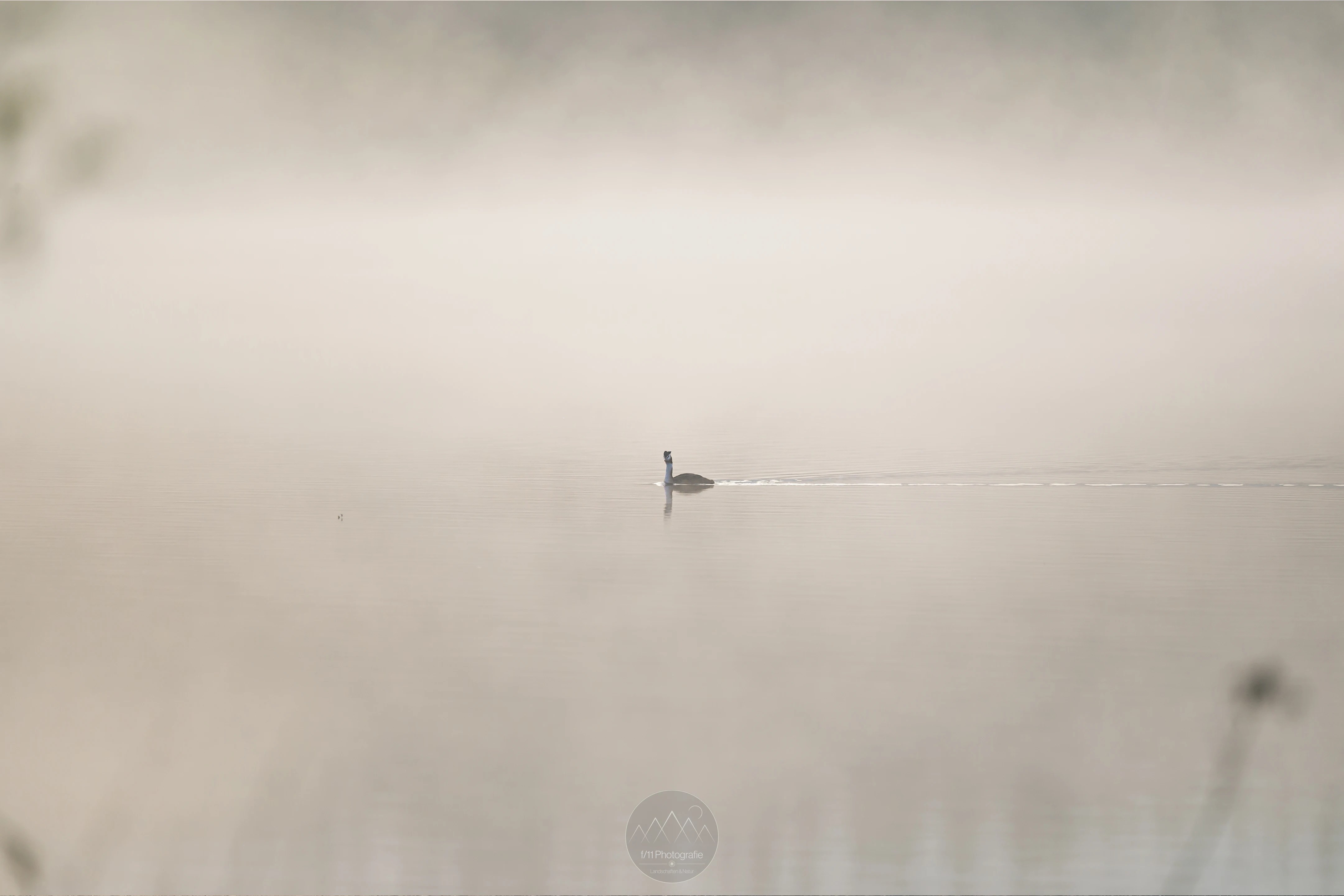 Ein Haubentaucher schwimmt im leichten Morgennebel über den Barmsee. Mit etwas Glück lassen sich auch solche Motive einfangen.