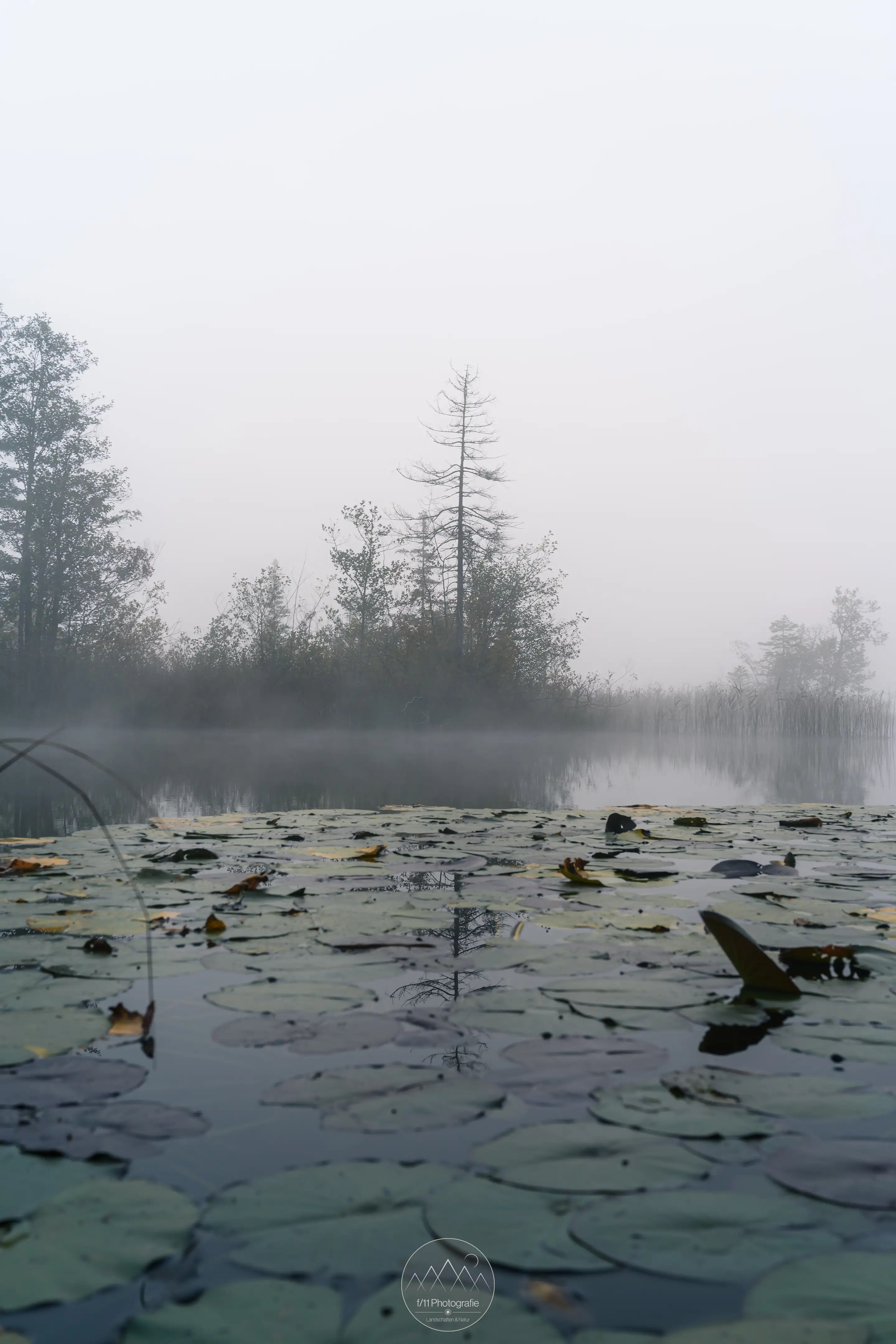 Herbstnebel sorgt dafür, dass ich mich auf mehr auf die Suche nach neuen Motiven machen.