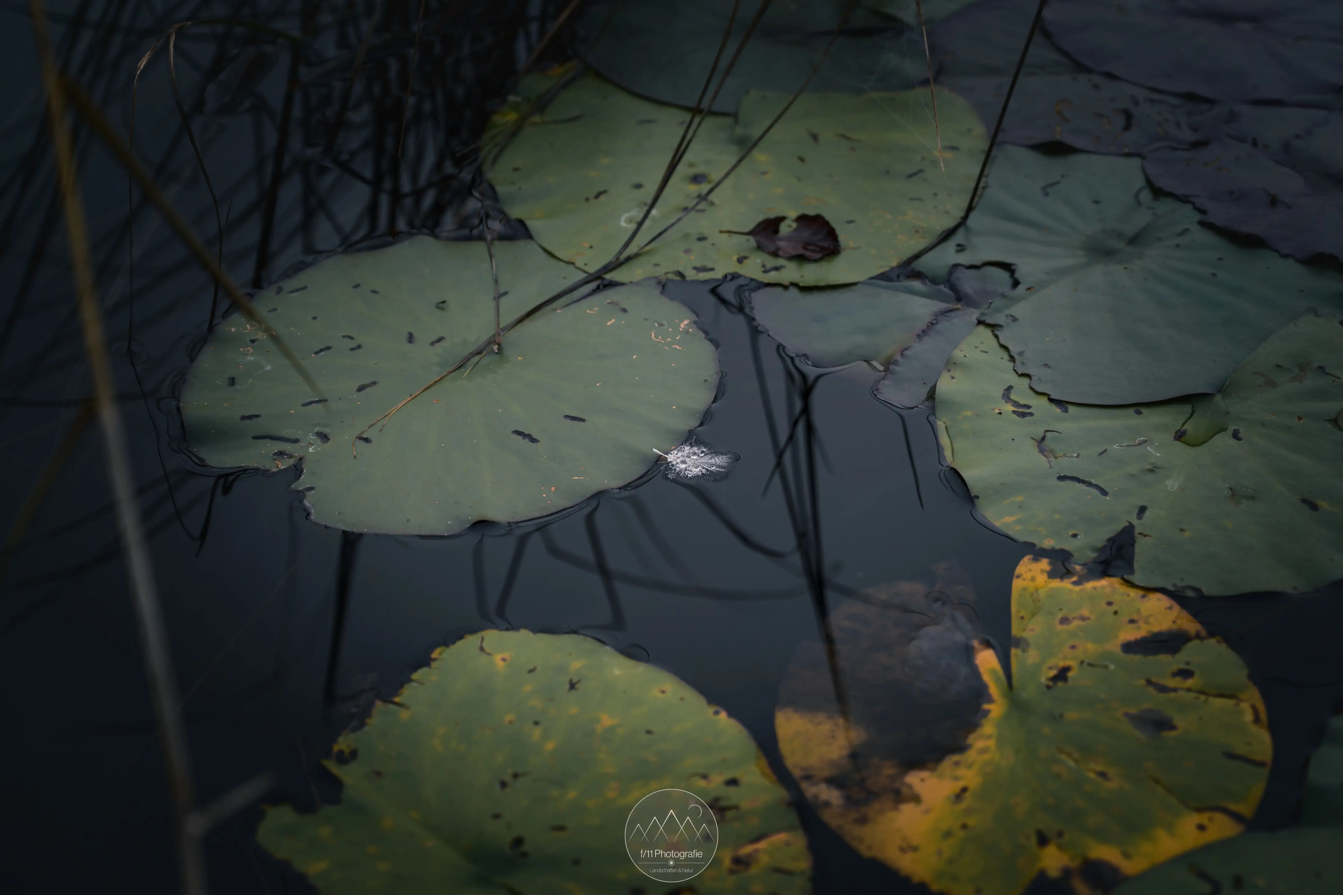 Eine Feder schwimmt zwischen den sich langsam verfärbenden Seerosen. Bei Morgennebel erwecken solche Details meine Aufmerksamkeit.