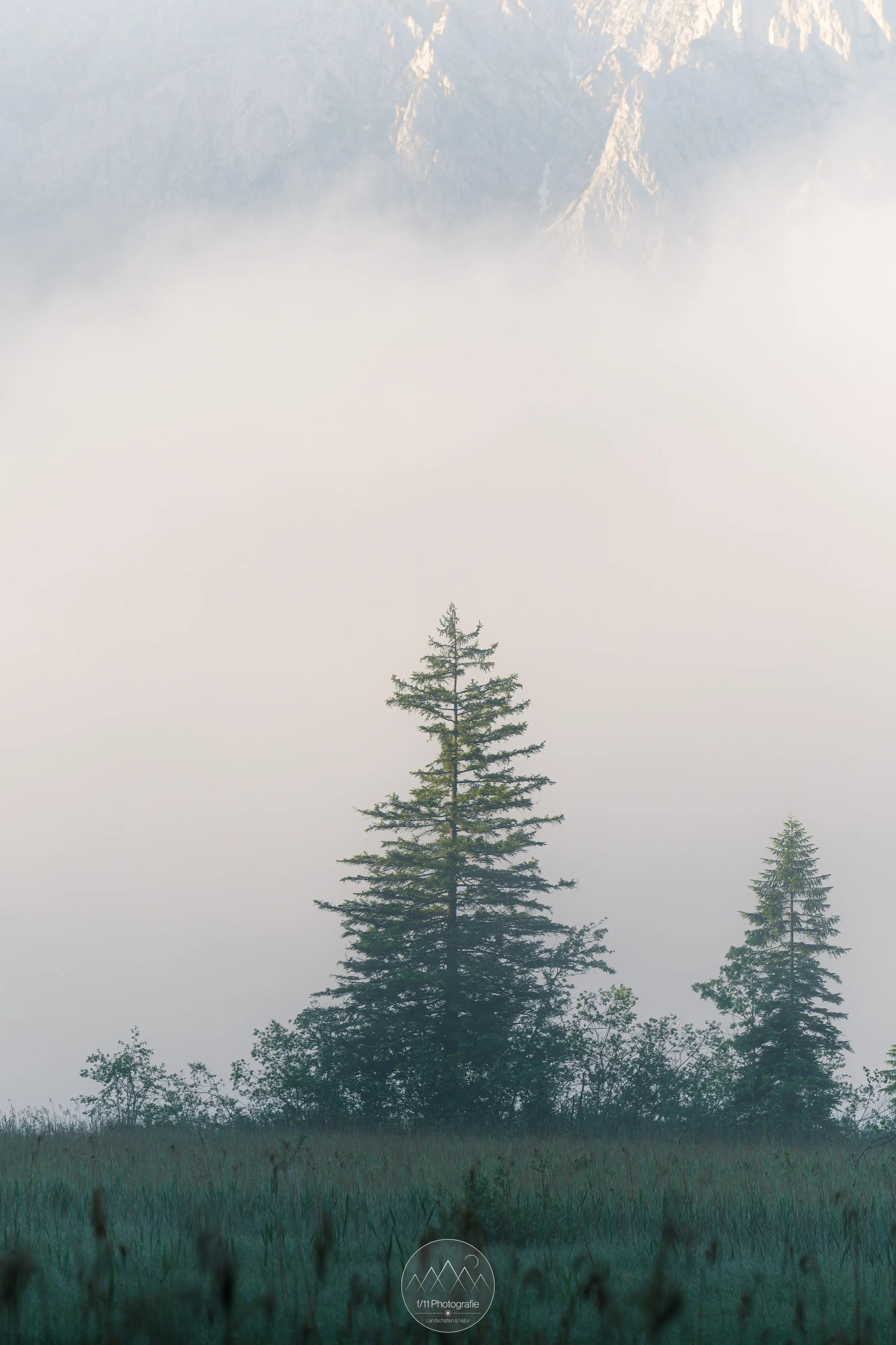 Bei dichtem Nebel werden neue Motive sichtbar, wie diese Bäume am Ufer. Durch den Nebel heben sie sich sehr gut von der Umgebung ab.