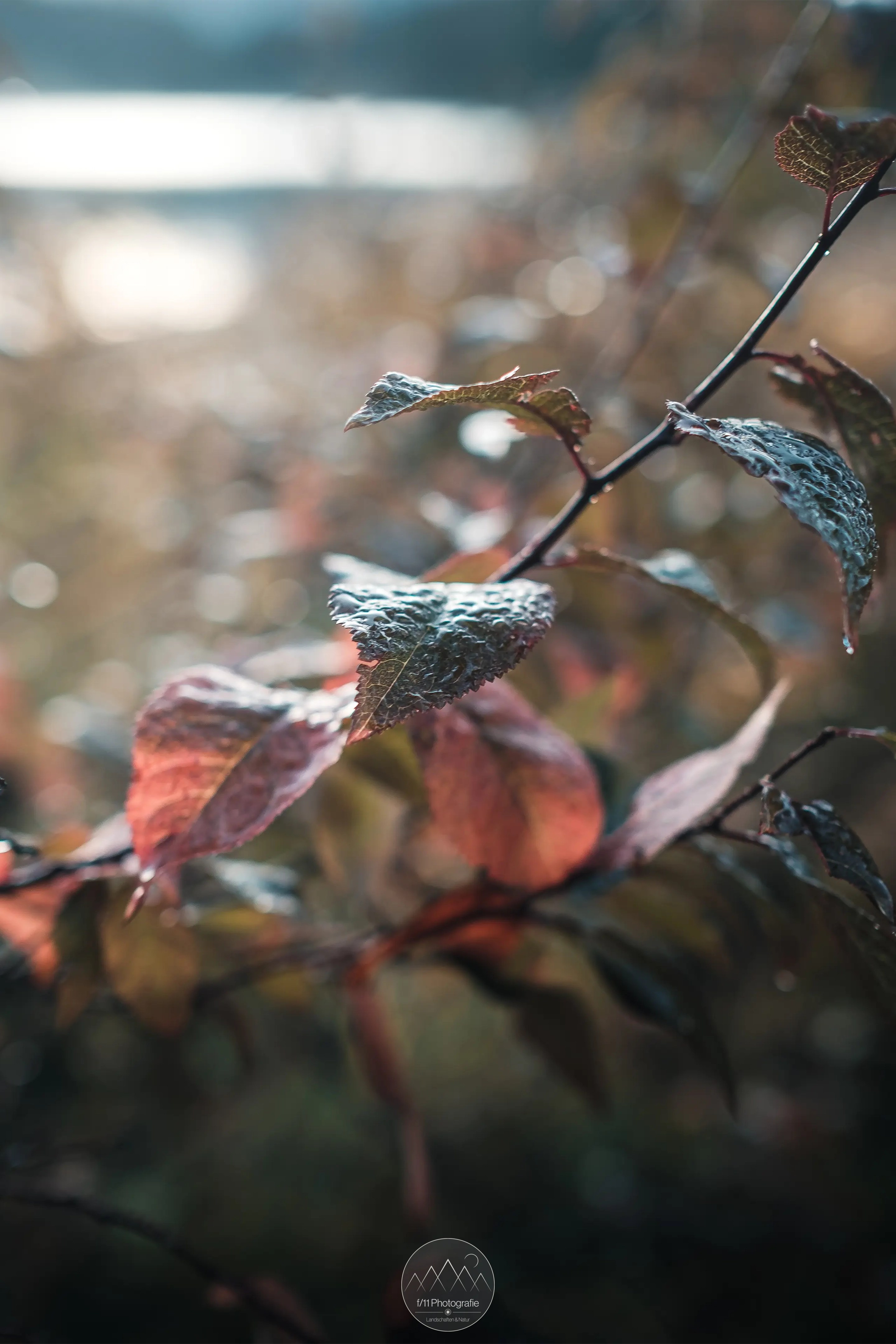 Die herbstlichen Details sind auch von Nahem ein Foto wert.