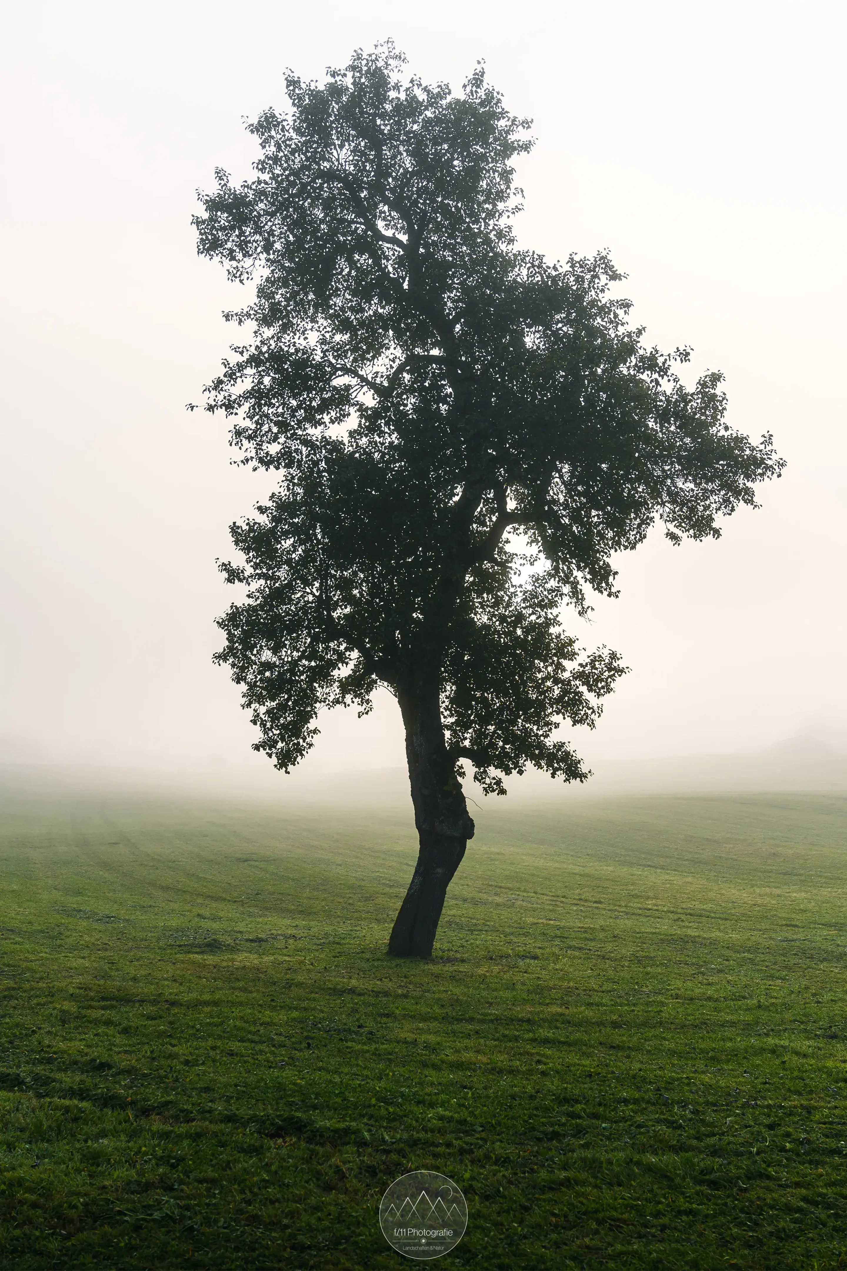 Der Baum am Weg zum See ist besonders bei dichtem Nebel ein reizvolles Motiv.
