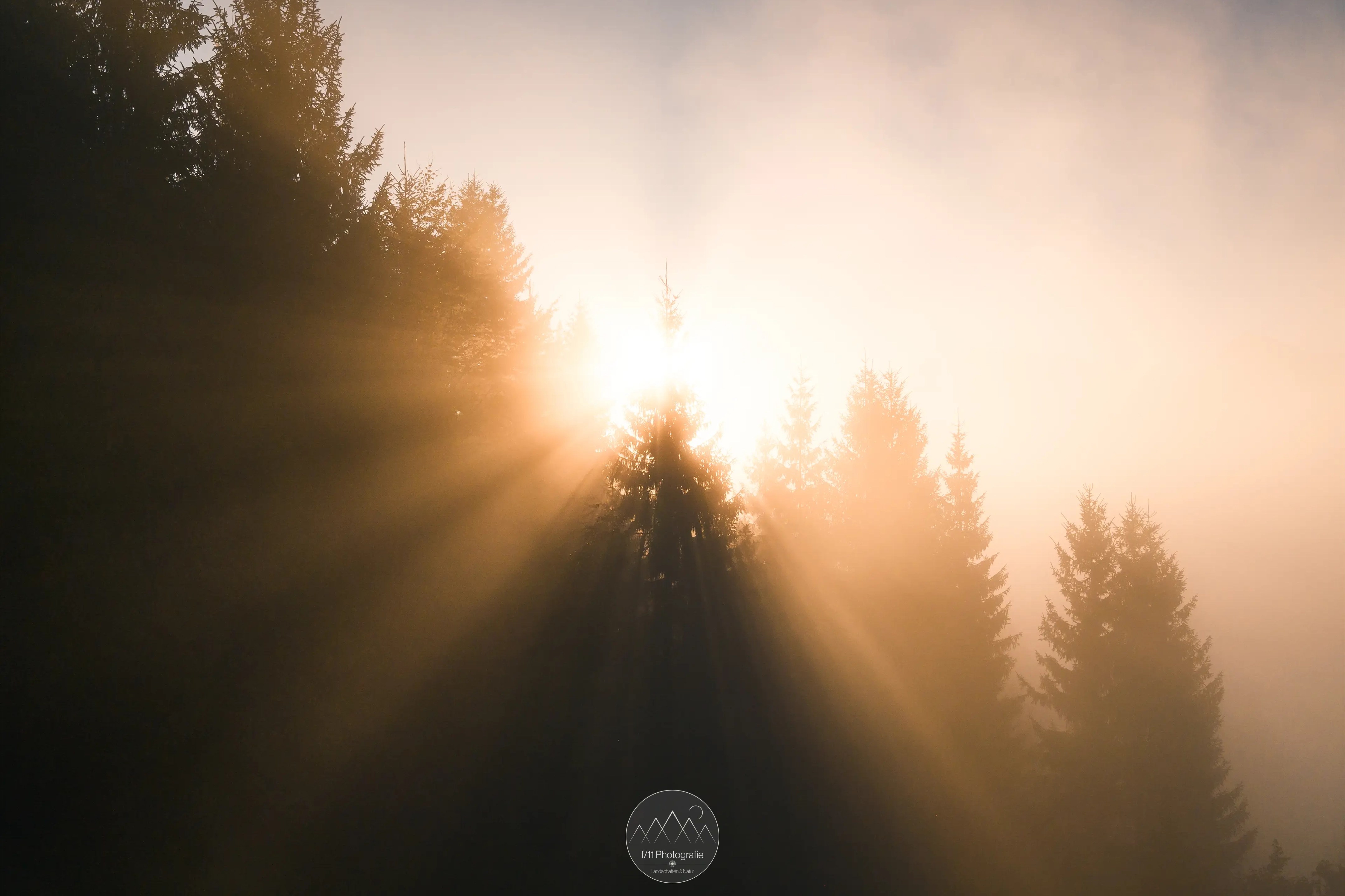 Sonnenlicht bricht durch den dichten Morgennebel und erzeugt ein einzigartiges Lichtspiel.