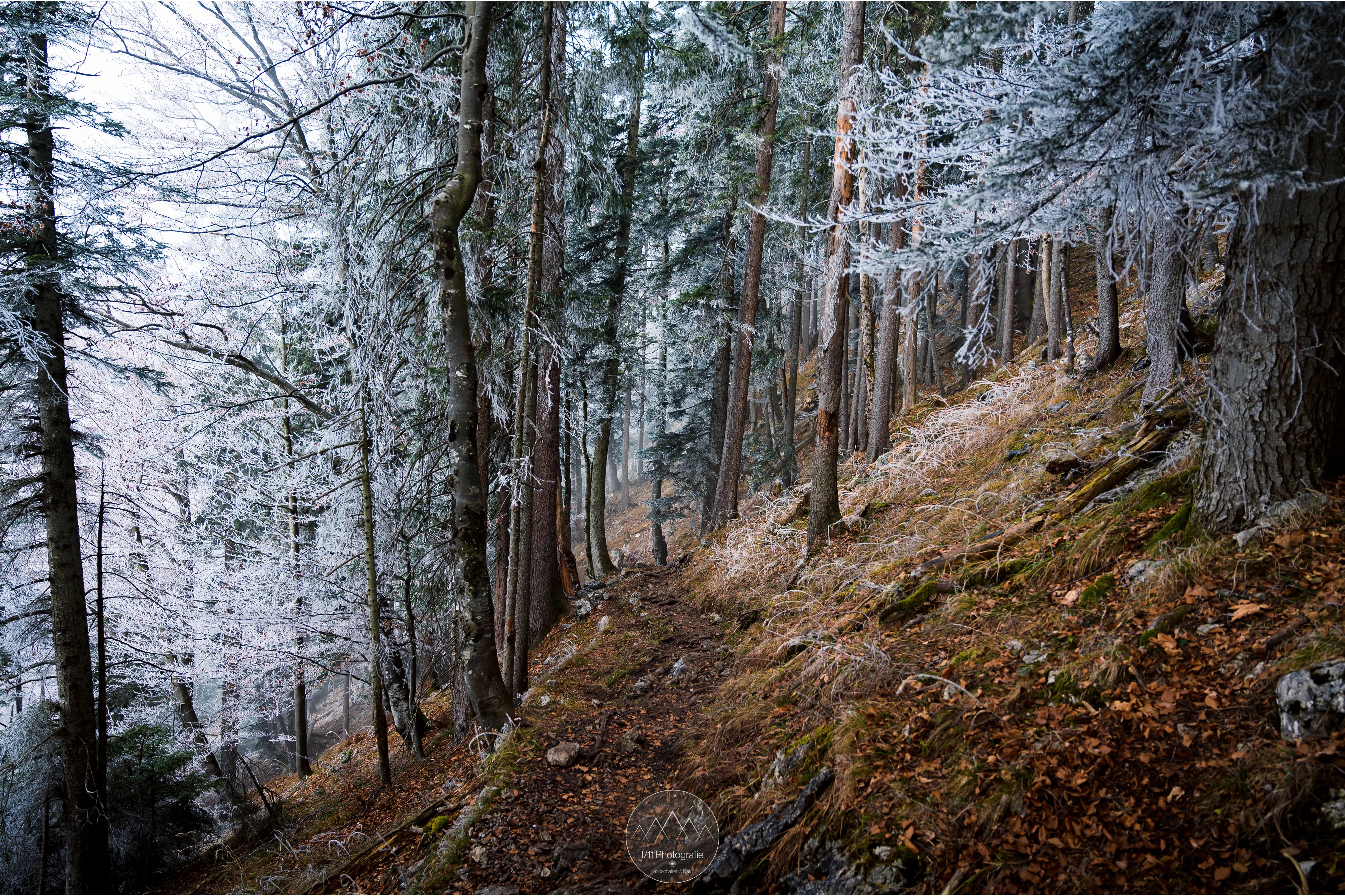 Der Steig durch den Wald an einem nebligen Morgen. Hier ist Trittsicherheit gefordert.