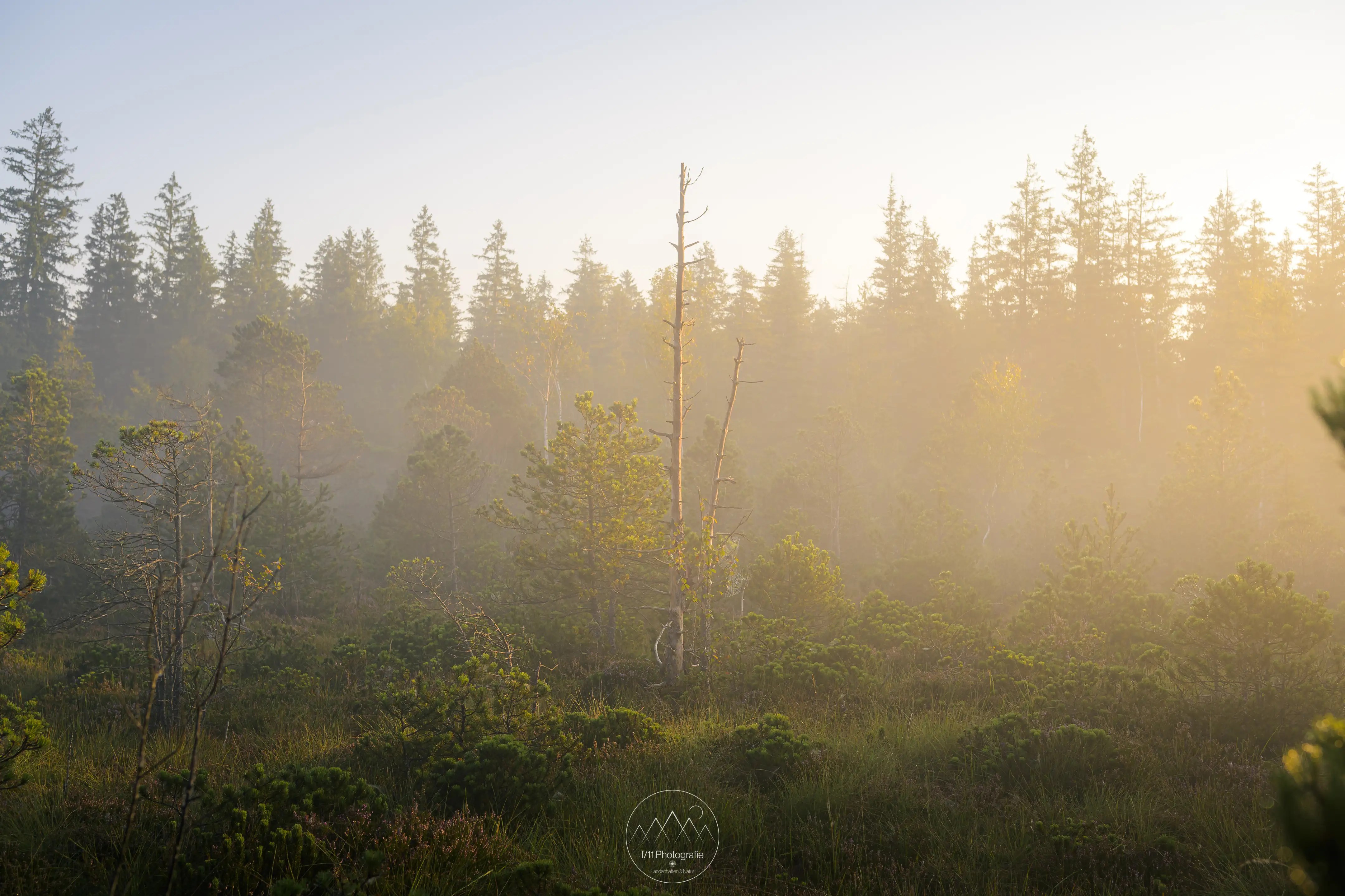 Entlang des Weges lassen im Moos detailreiche Motive ablichten.