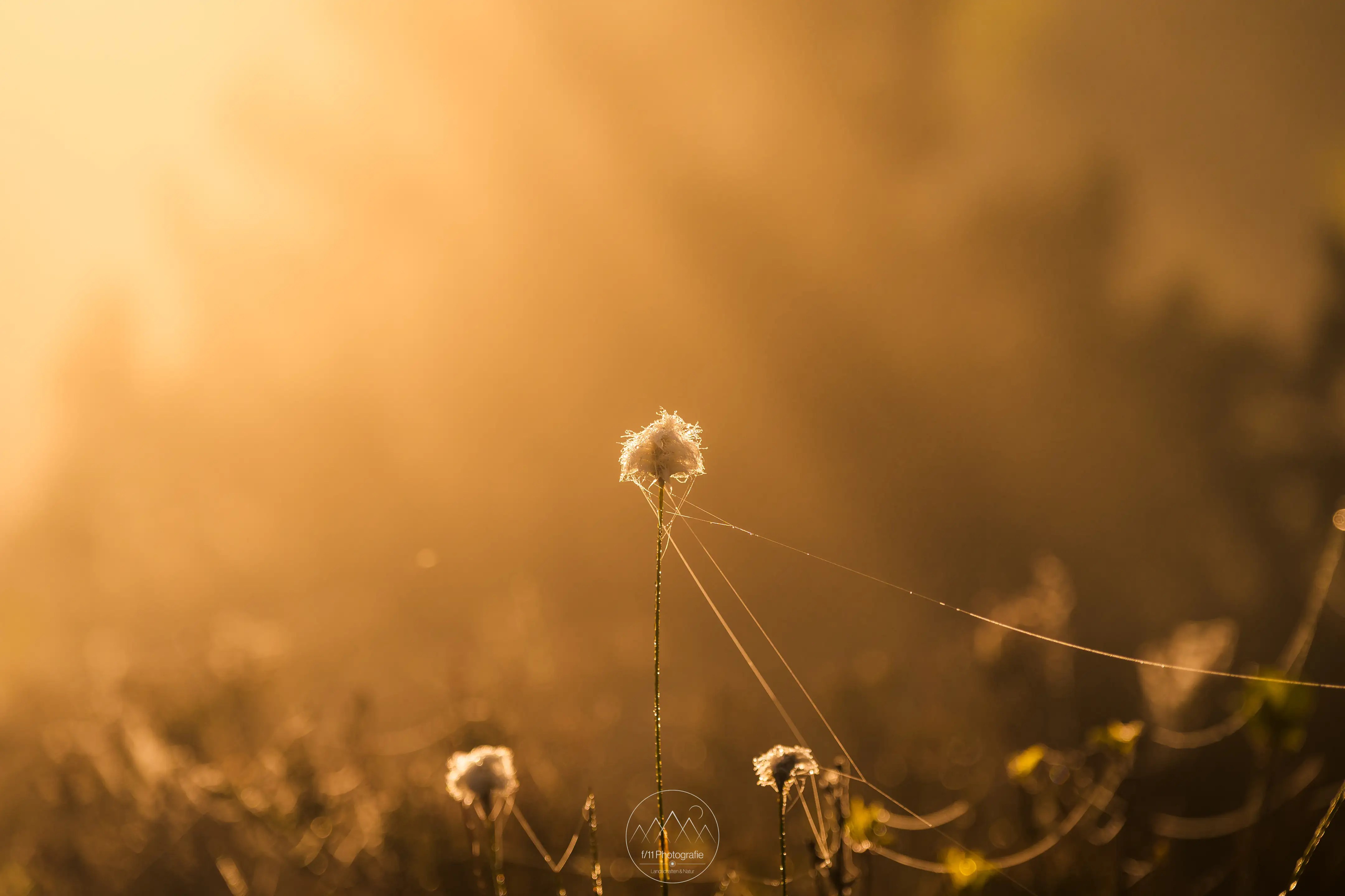Das Murnauer Moos steckt voller kleiner Details.